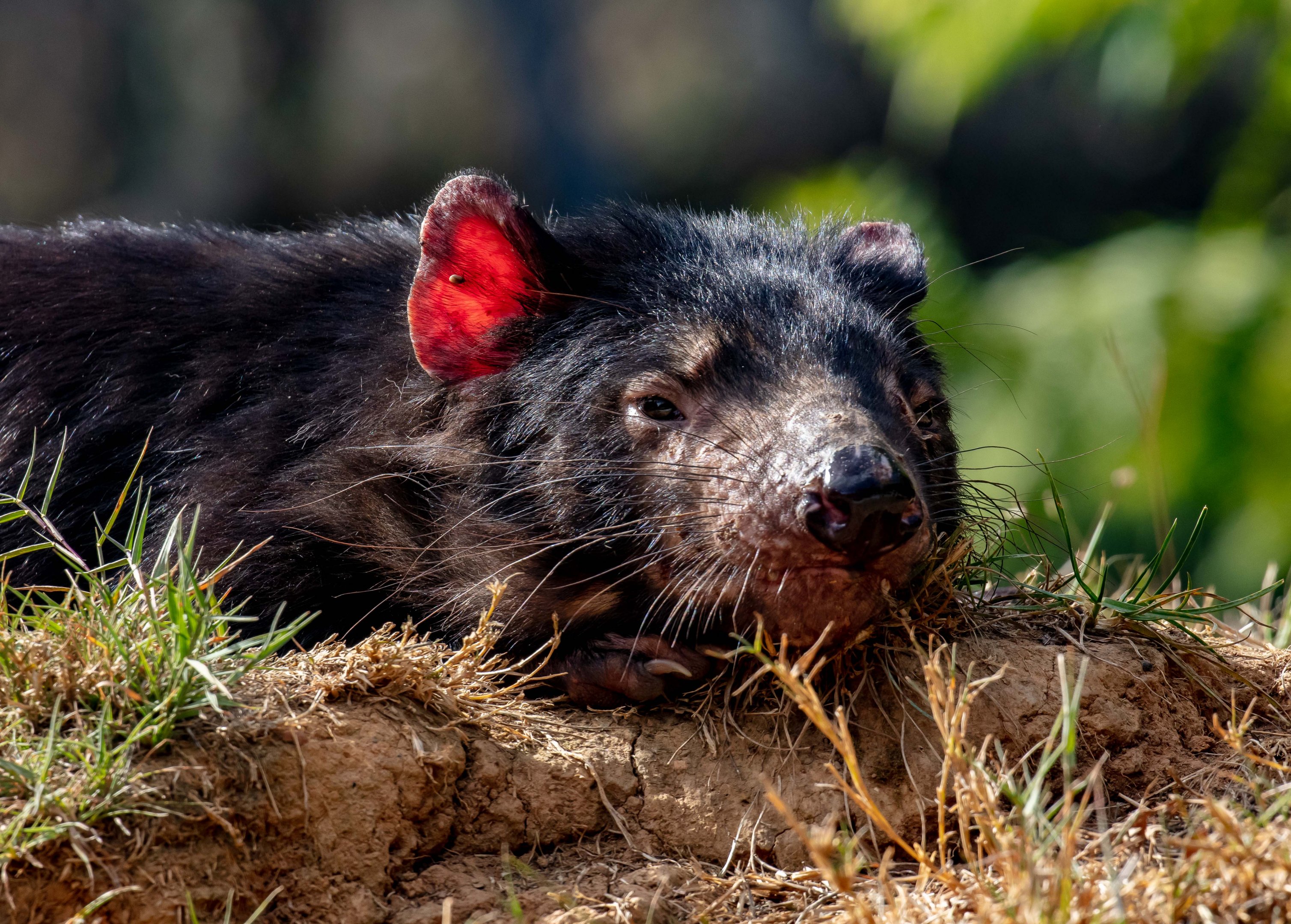 Tasmanian Devil