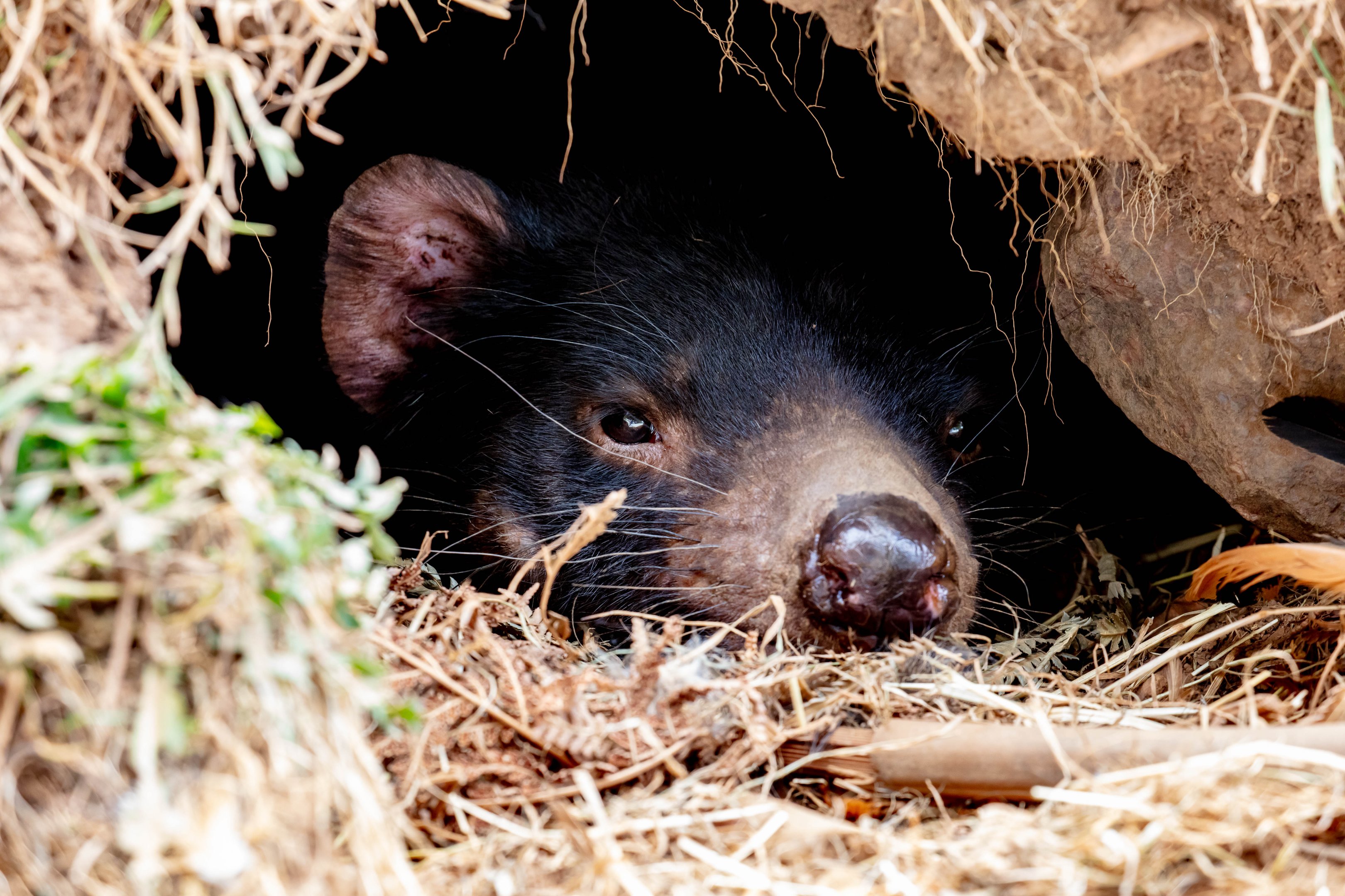 Tasmanian Devil