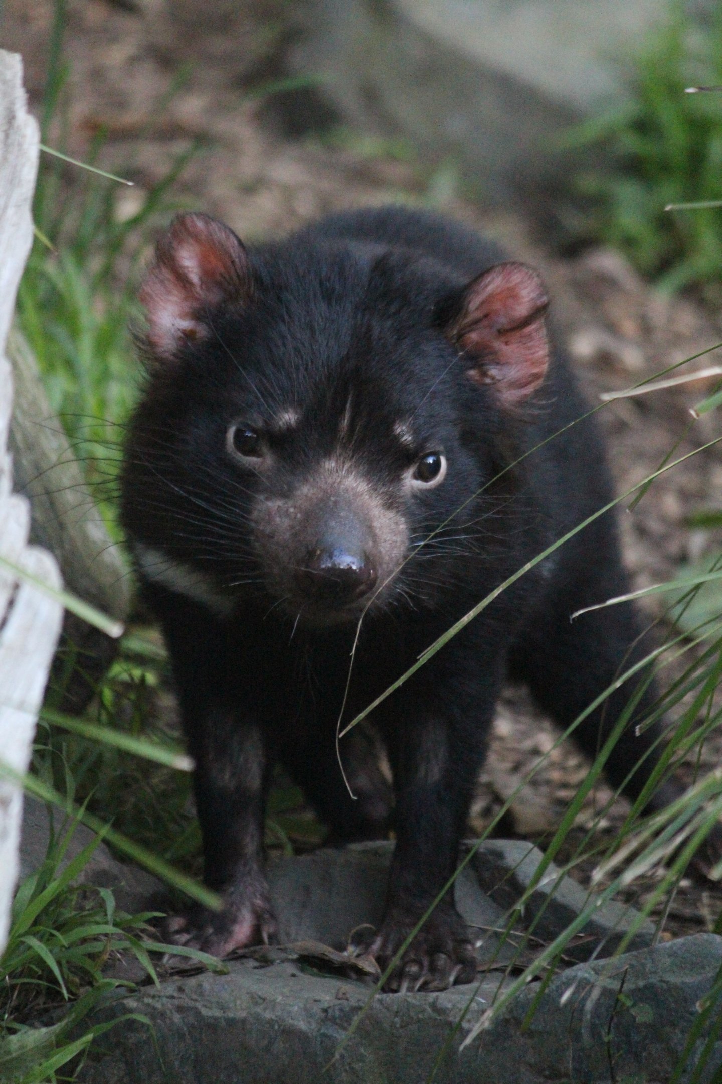Tasmanian Devil