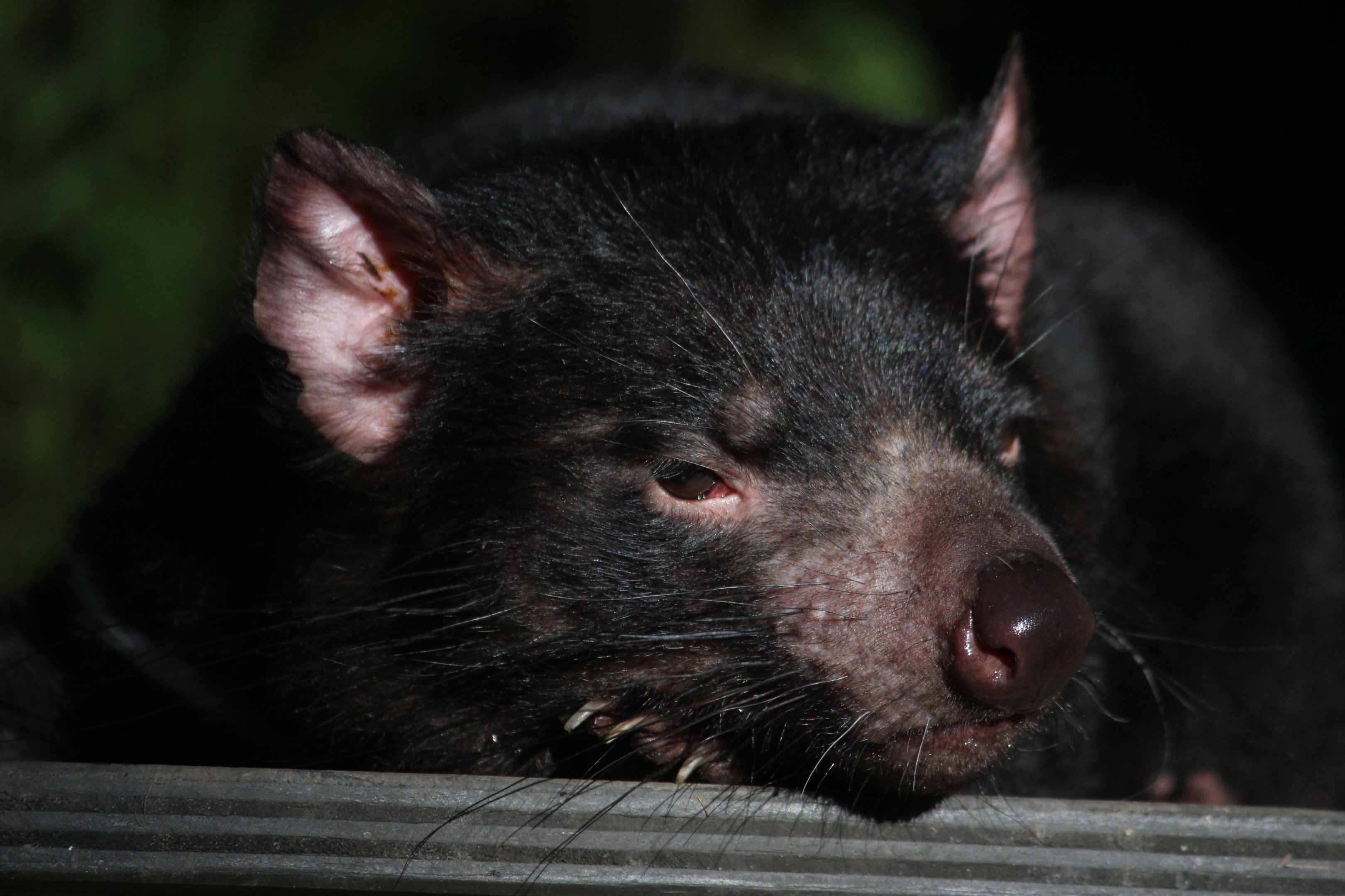 Tasmanian Devil