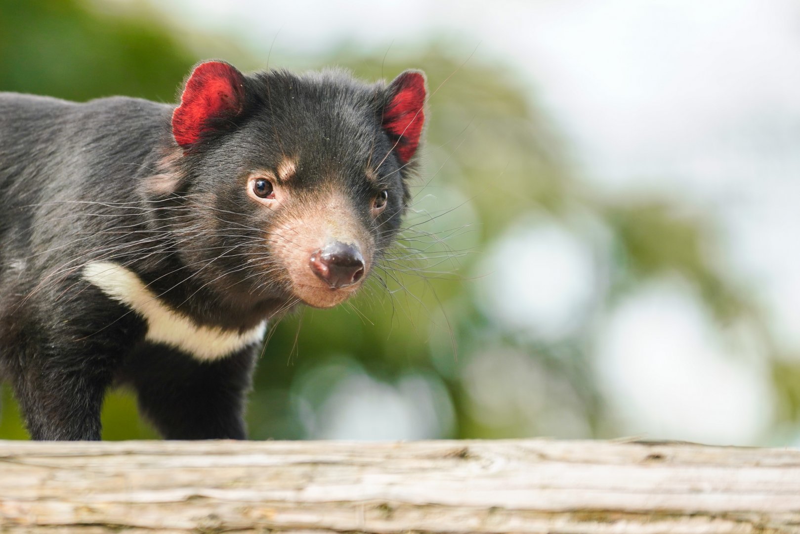 Tasmanian devil