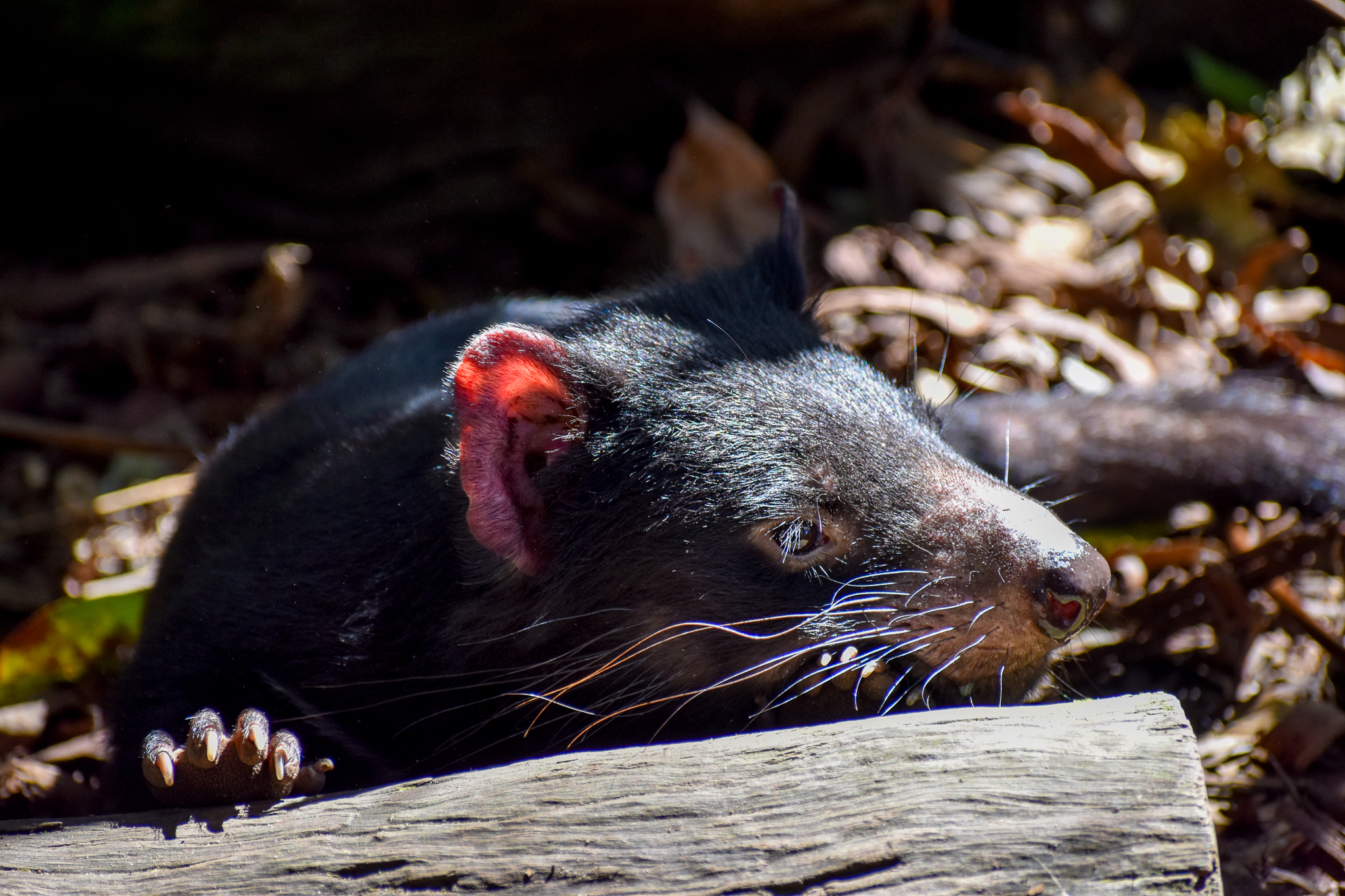 Tasmanian Devil