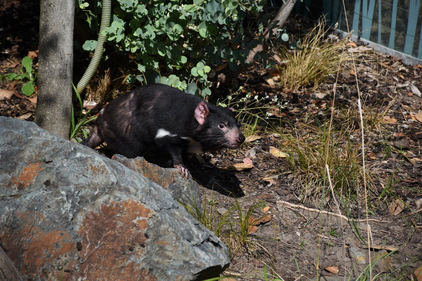 Tasmanian devil