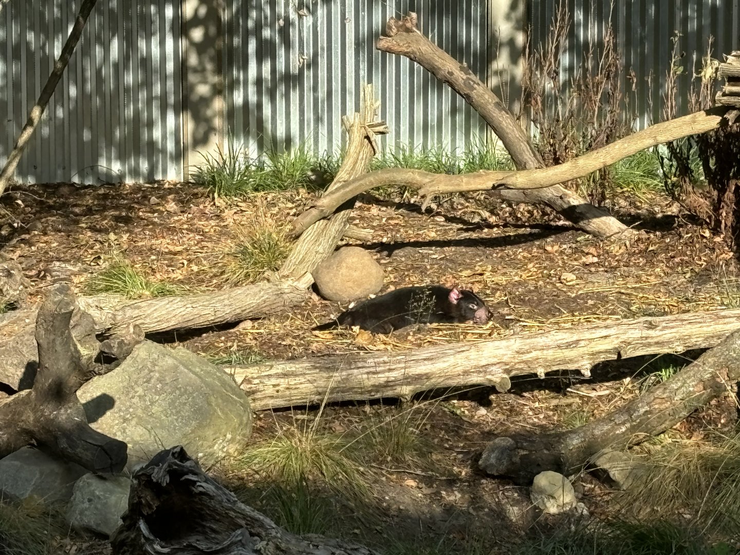 Tasmanian Devil
