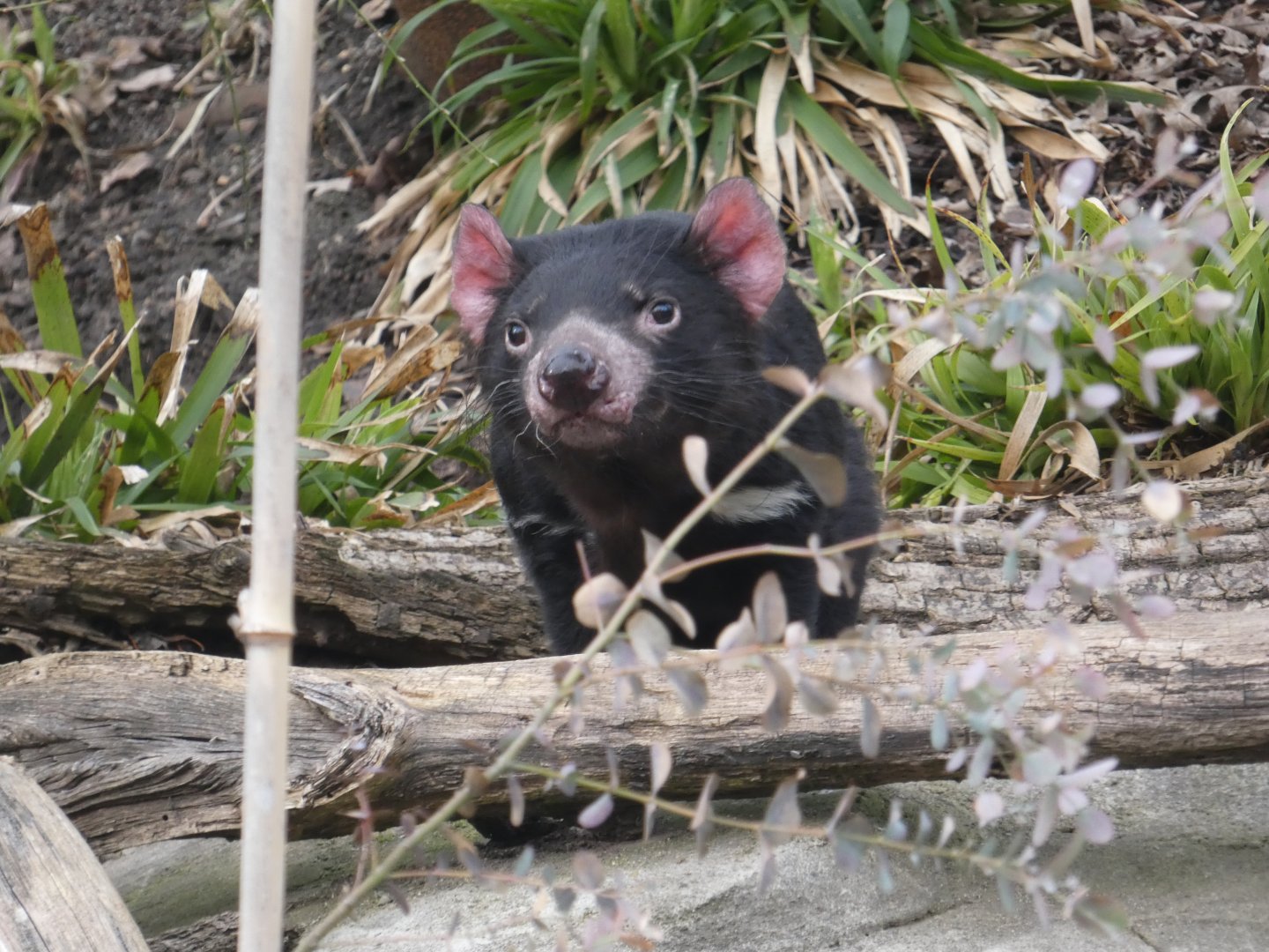 Tasmanian devil