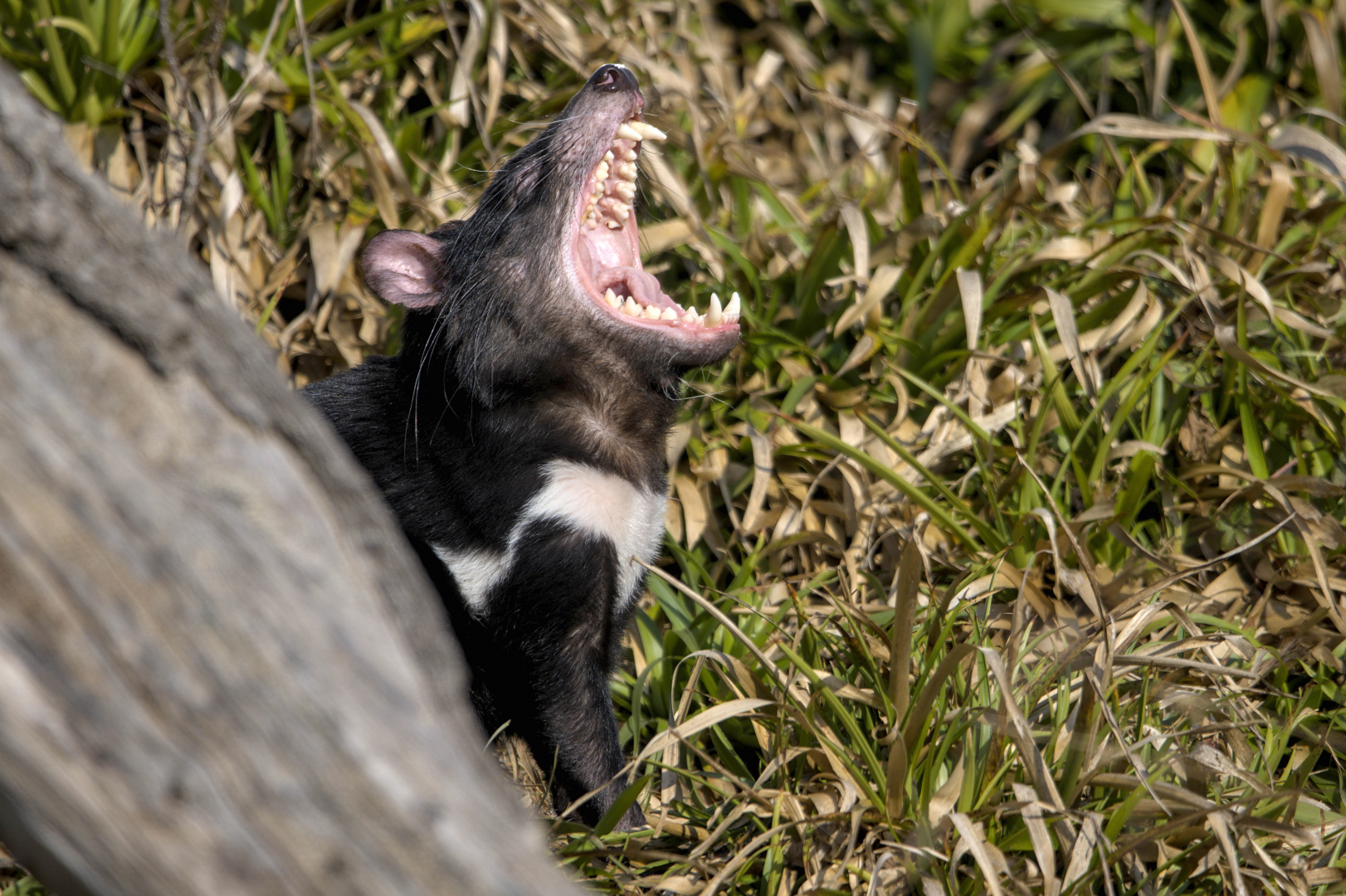 Tasmanian devil
