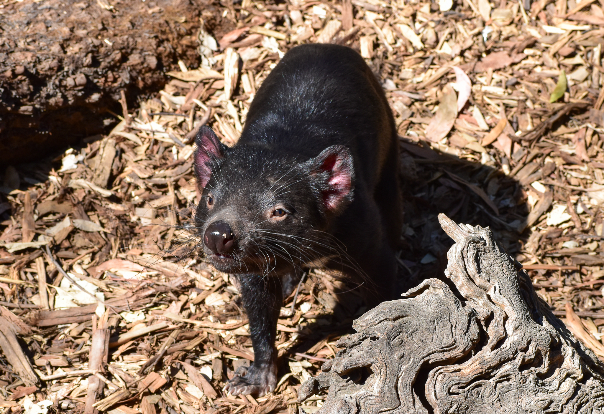 Tasmanian Devil