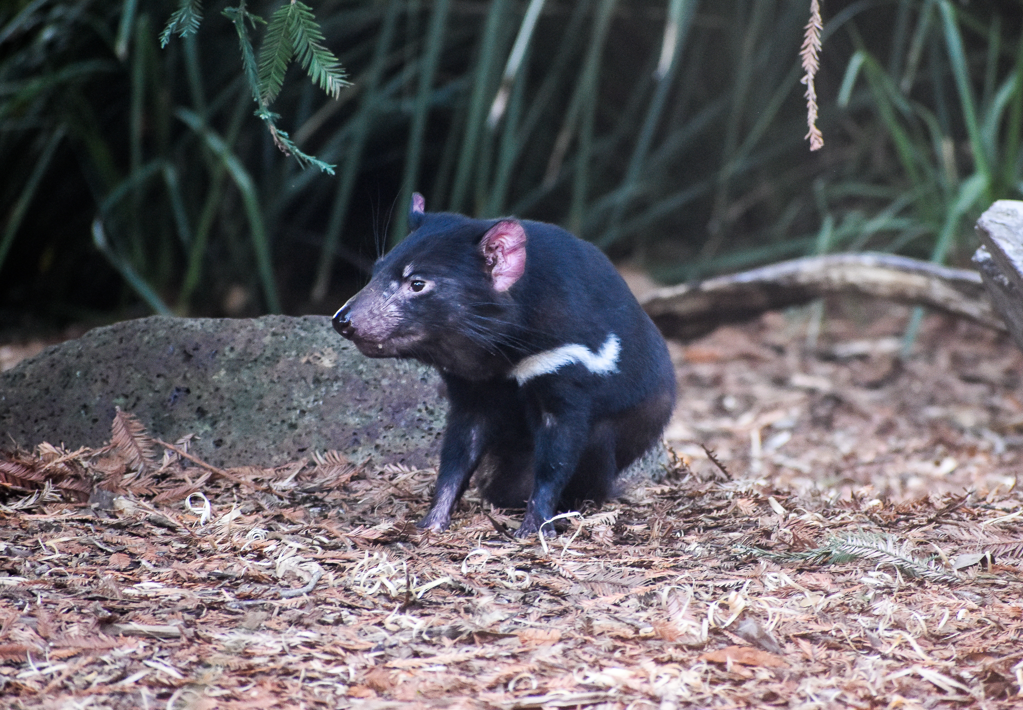 Tasmanian Devil