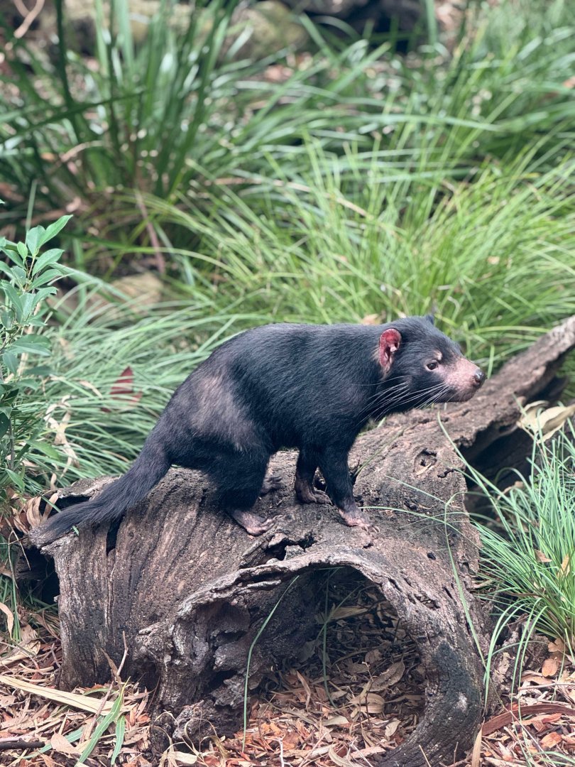 Tasmanian Devil