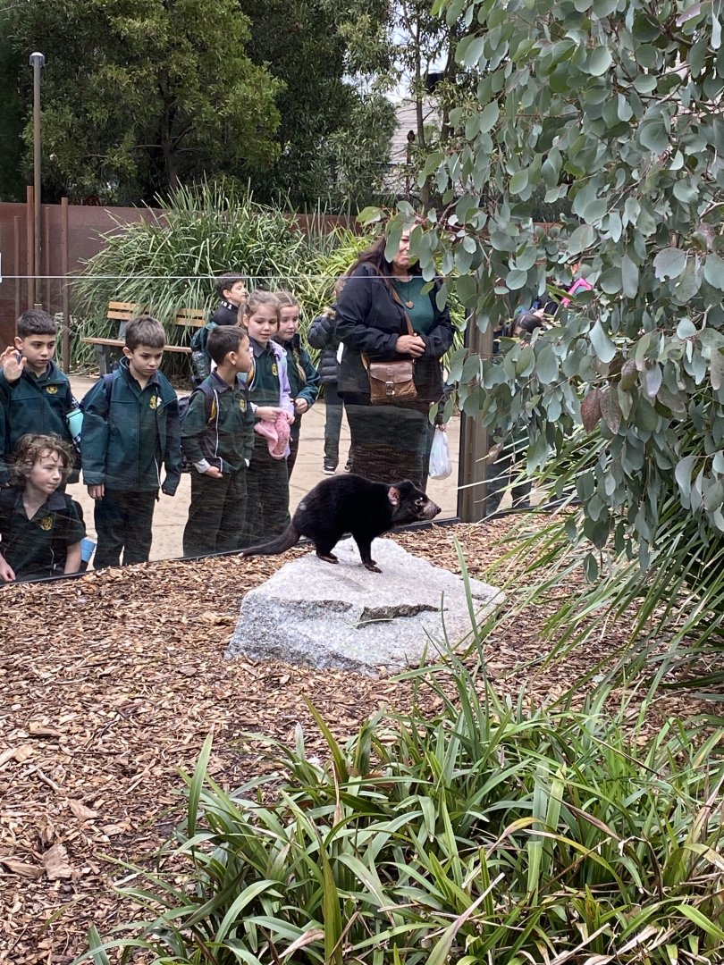 Tasmanian Devil