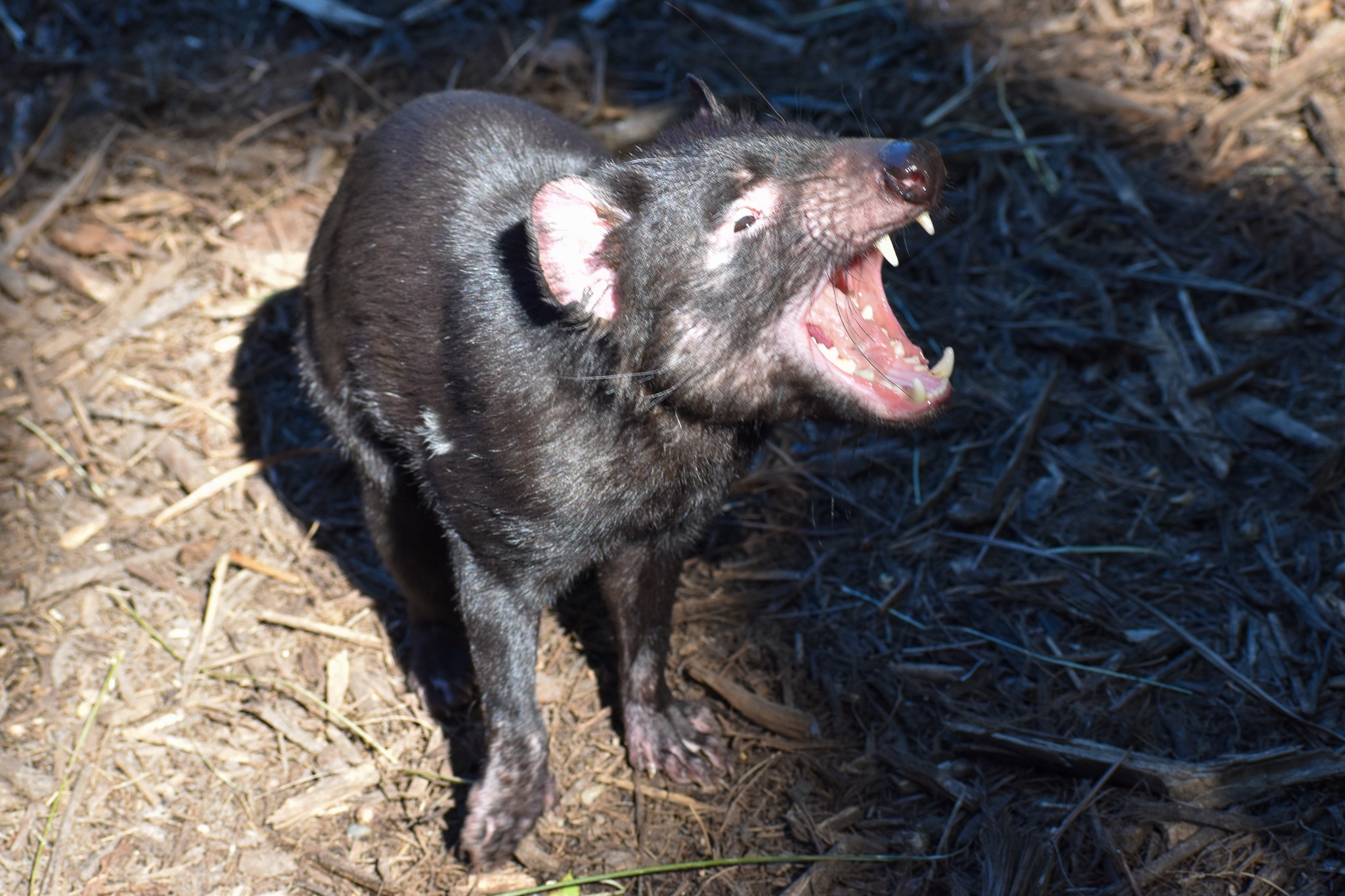Tasmanian Devil