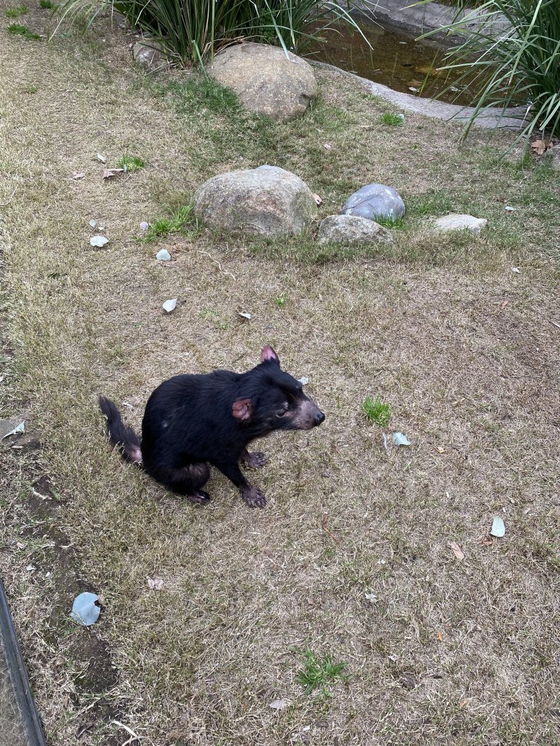 Tasmanian Devil