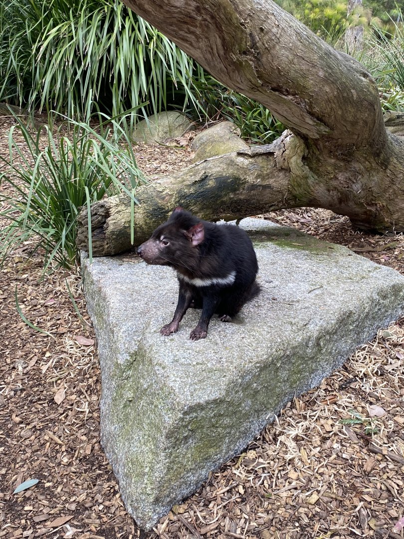 Tasmanian Devil