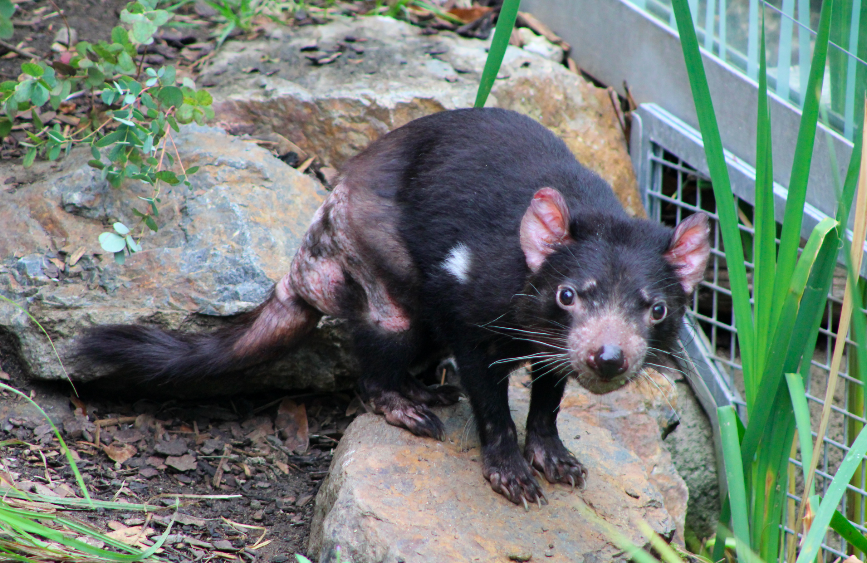Tasmanian Devil