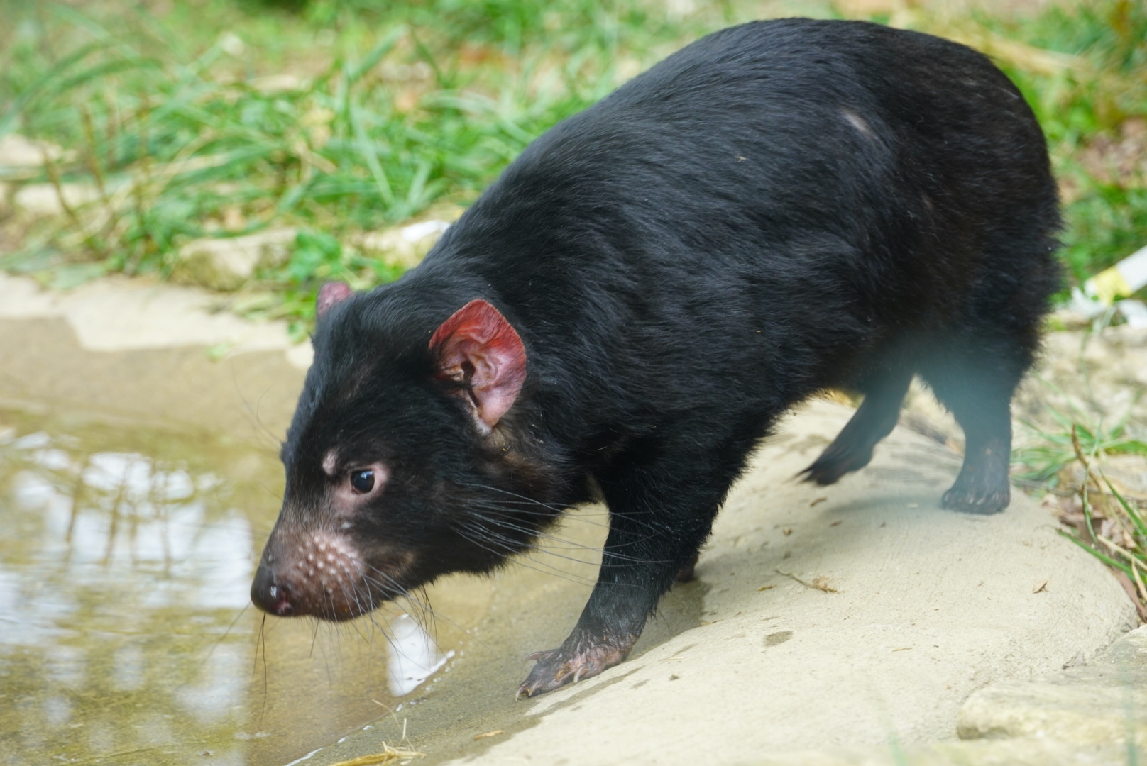 Tasmanian Devil