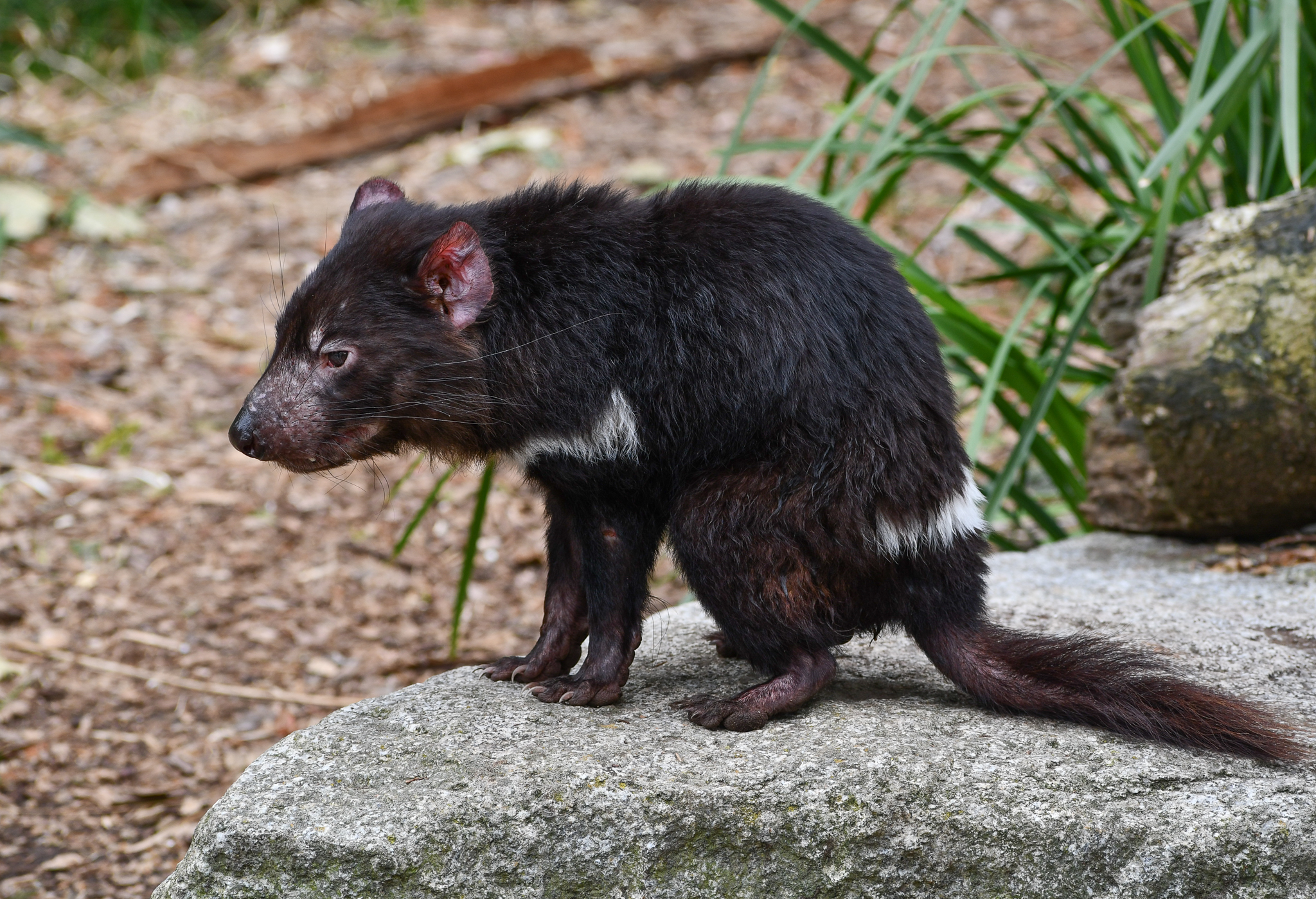 Tasmanian Devil