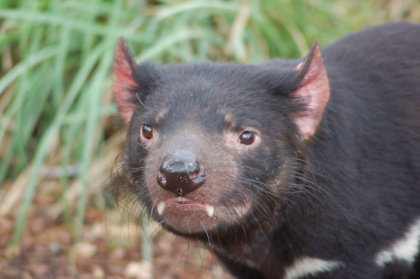 Tasmanian devil