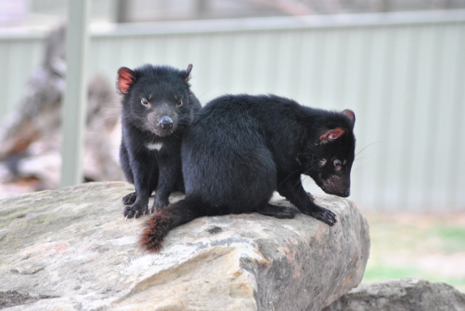 Tasmanian Devils, 2014