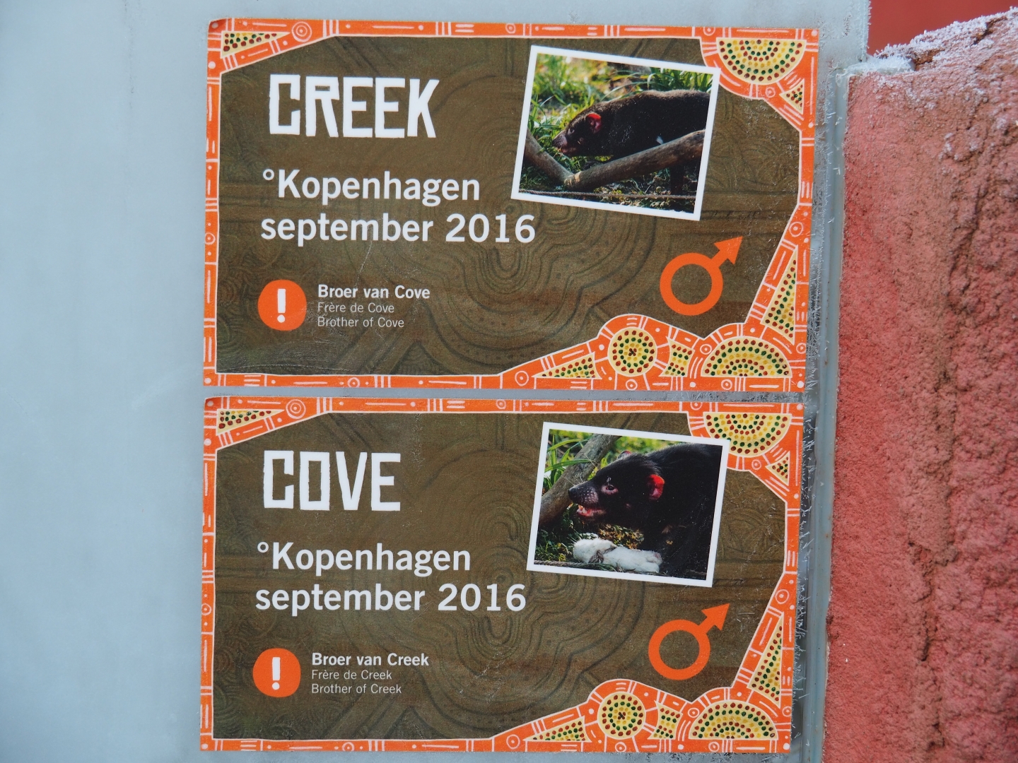 Tasmanian devils at Planckendael signs (Jan 20th, 2019)