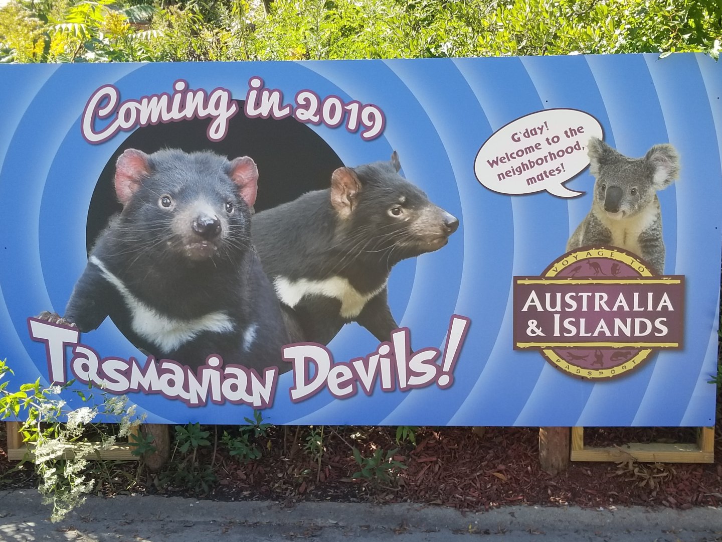 Tasmanian devils coming in 2019