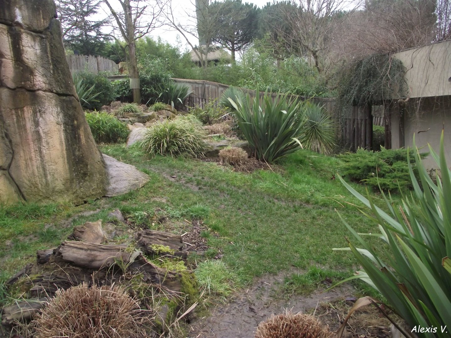 Tasmanian Devils' enclosure - Zooparc de Beauval - 01/2022