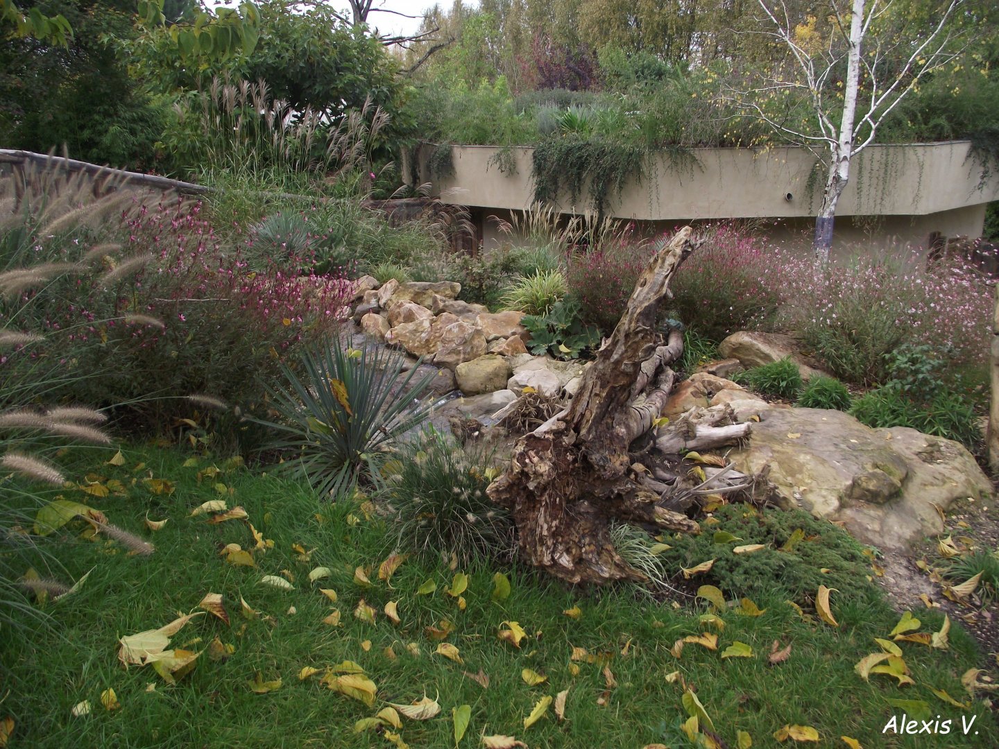 Tasmanian Devils' enclosure - Zooparc de Beauval - 10/2019