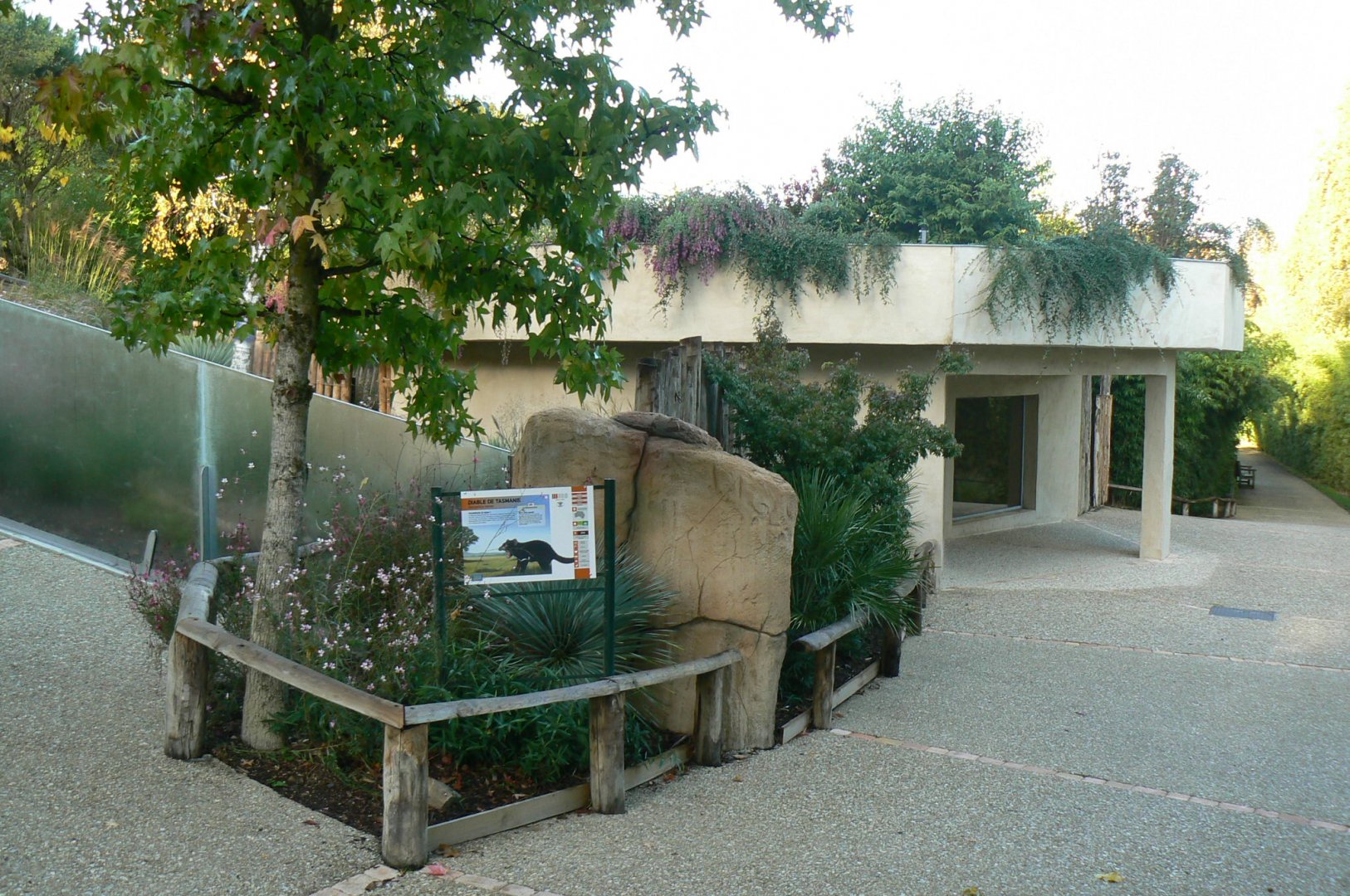 Tasmanian devils exhibit
