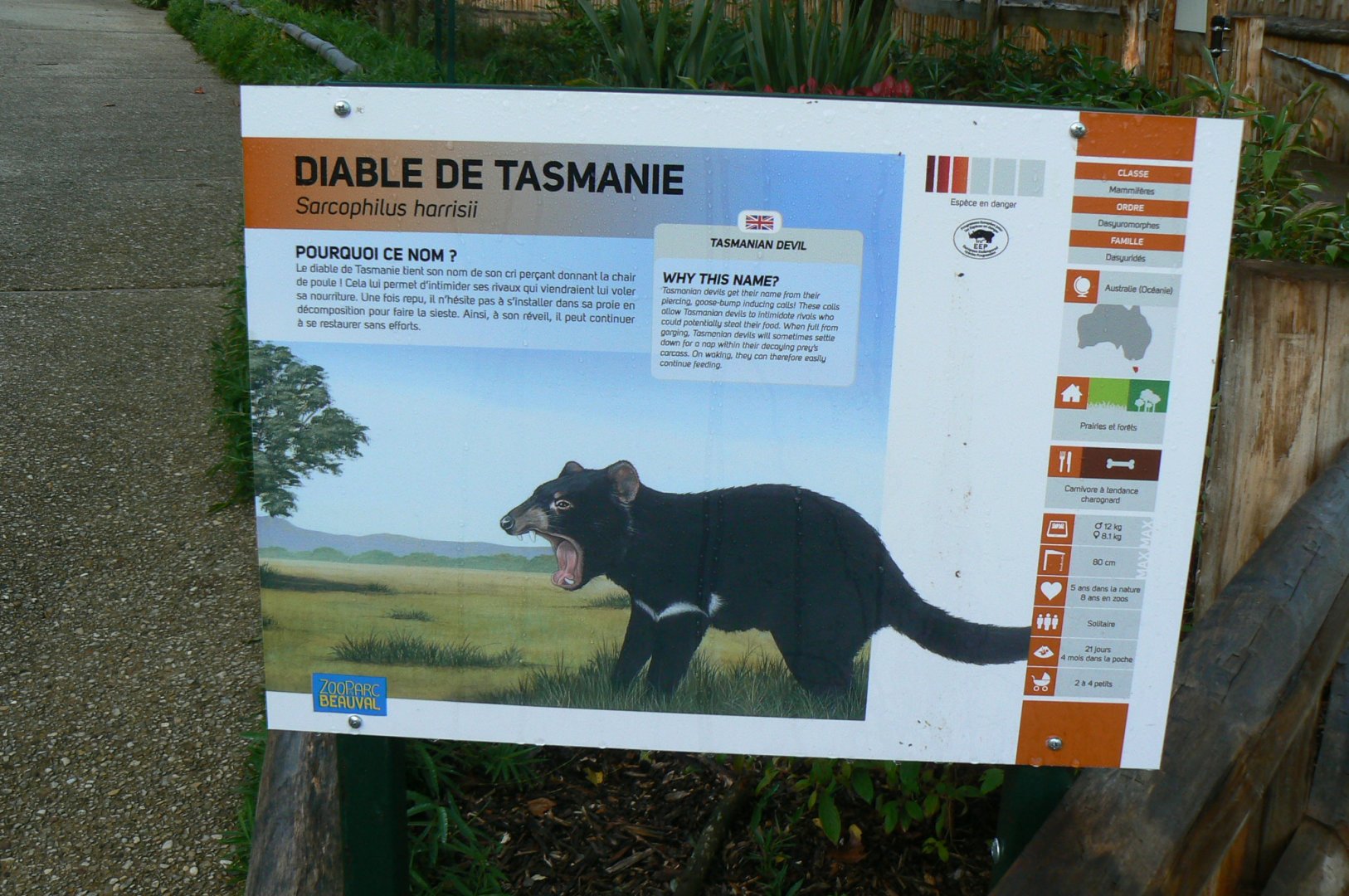 Tasmanian devils exhibit