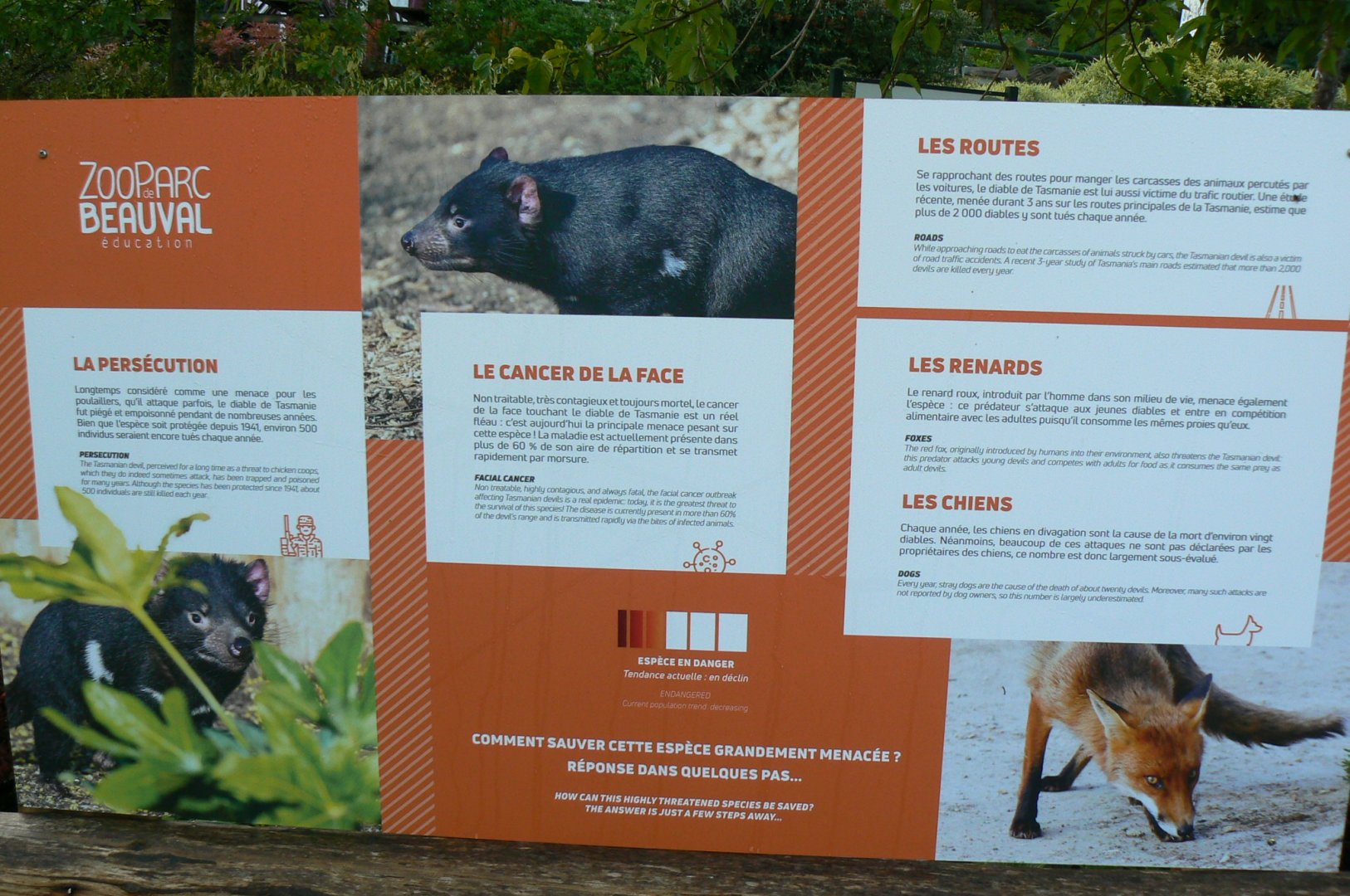 Tasmanian devils exhibit