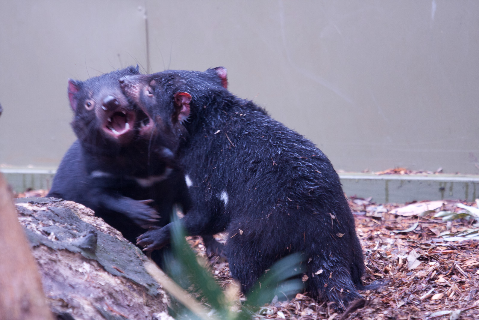Tasmanian Devils Fighting, September 2011