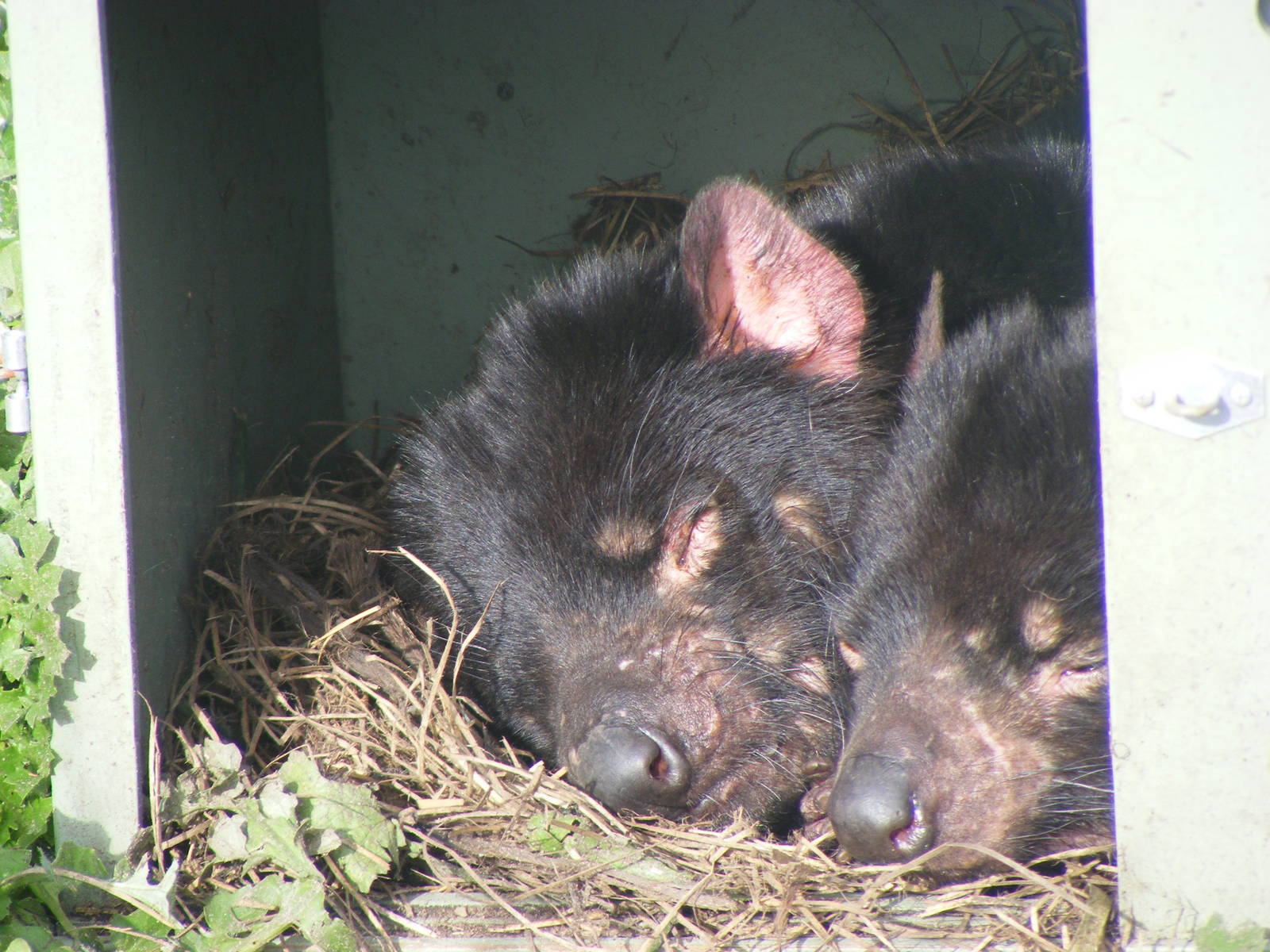 Tasmanian Devils - June, 2010