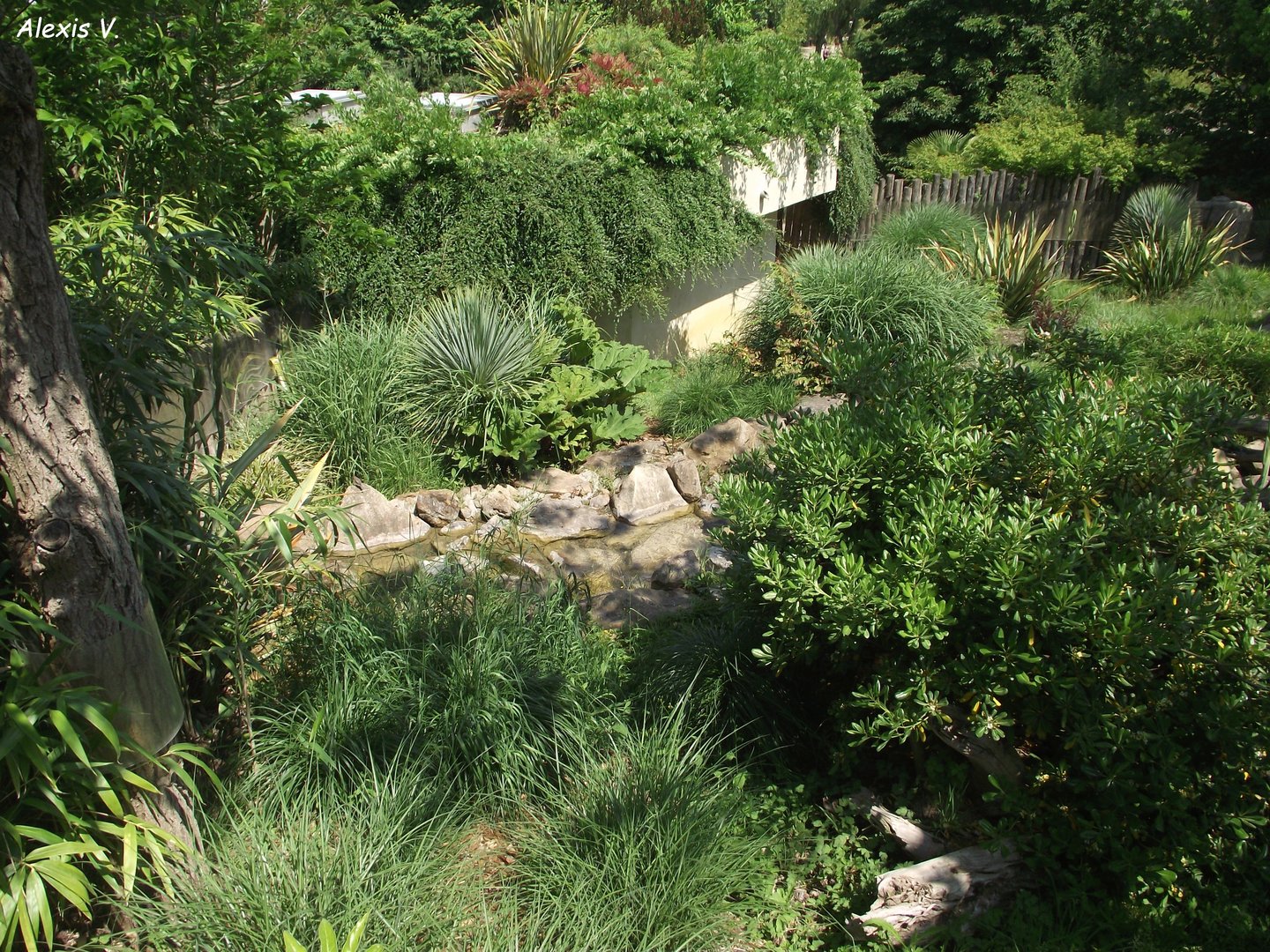 Tasmanian Devils' outdoor enclosure - Zooparc de Beauval - 06/2023