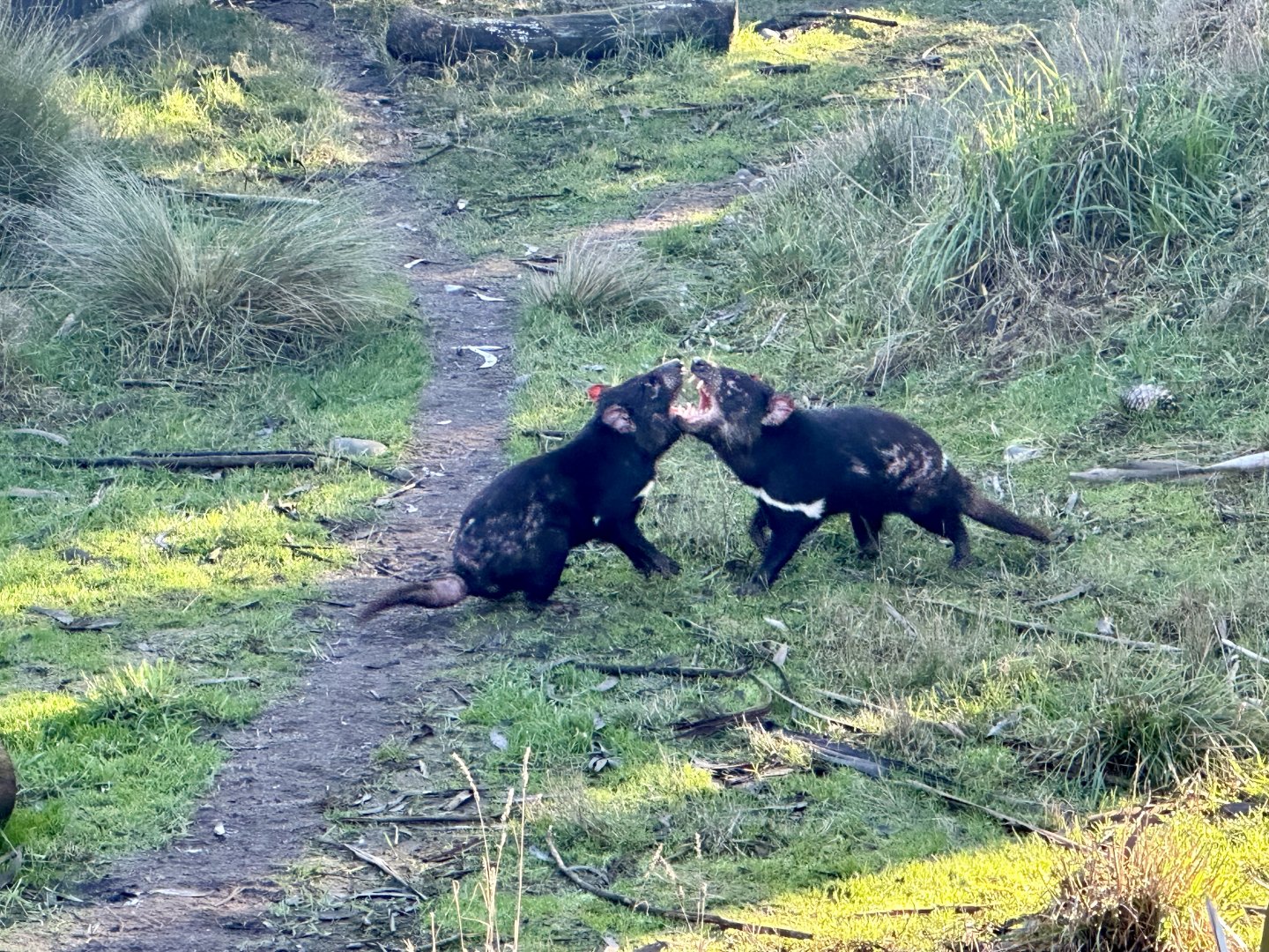 Tasmanian Devils Posturing