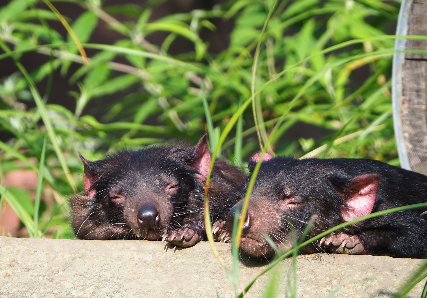 Tasmanian devils (Sarcophilus harrisii), 2021-07-20