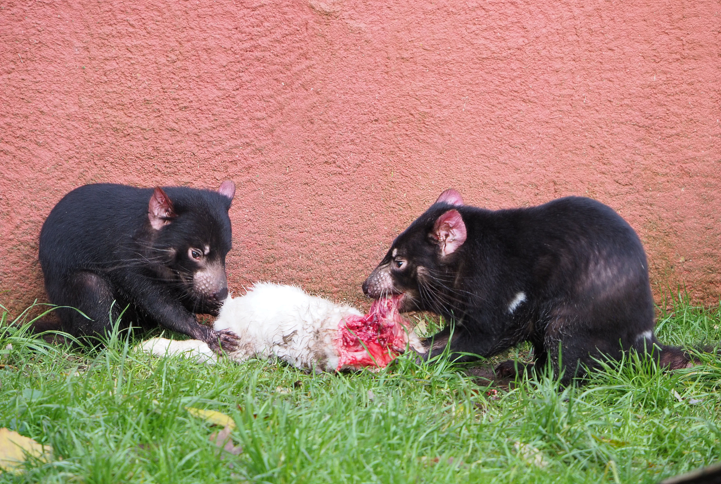 Tasmanian devils (Sarcophilus harrisii) feeding on rabbit carcass, 2021-12-07