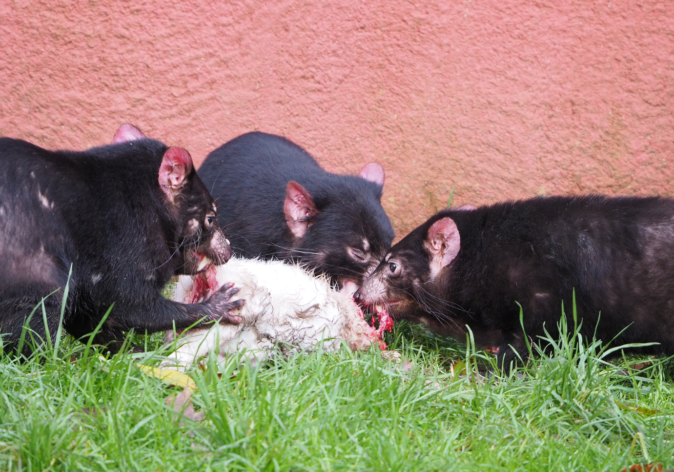 Tasmanian devils (Sarcophilus harrisii) feeding on rabbit carcass, 2021-12-07