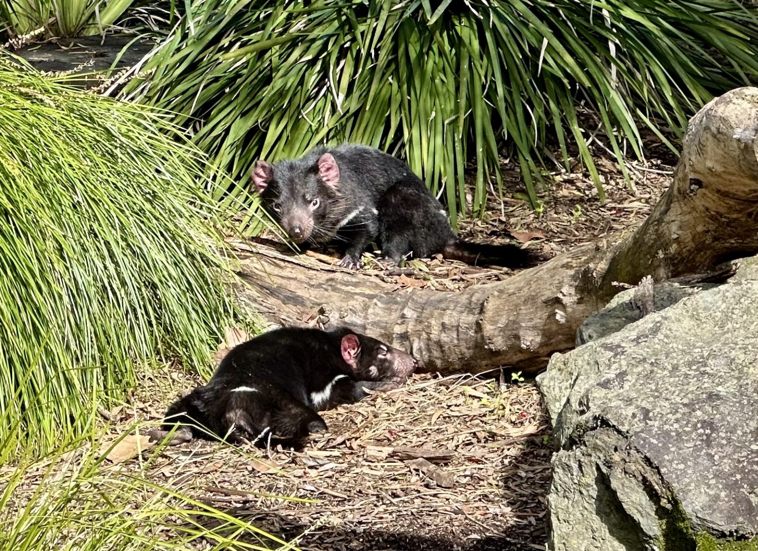 Tasmanian Devils (Siblings)