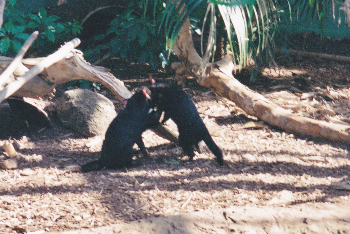 Tasmanian Devils Wrestling 1994 or later