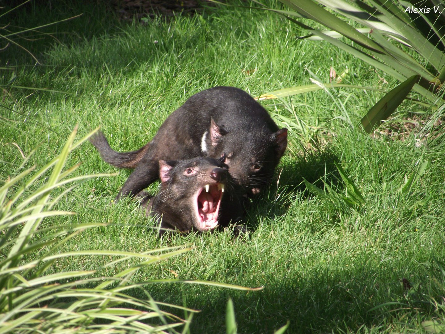 Tasmanian Devils - Zooparc de Beauval - 08/2021