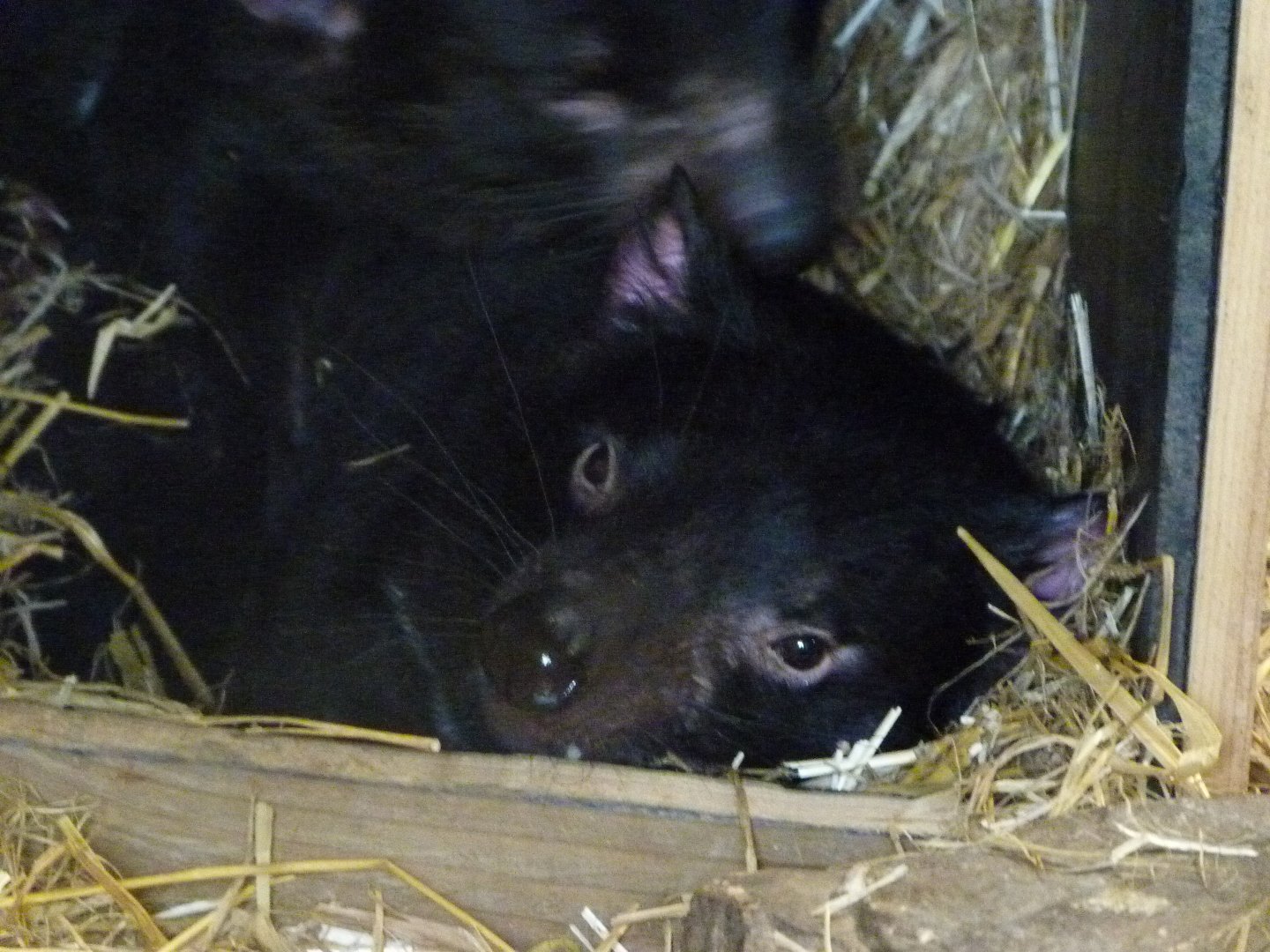 Tasmanian devils -ZooParc de Beauval (2025)