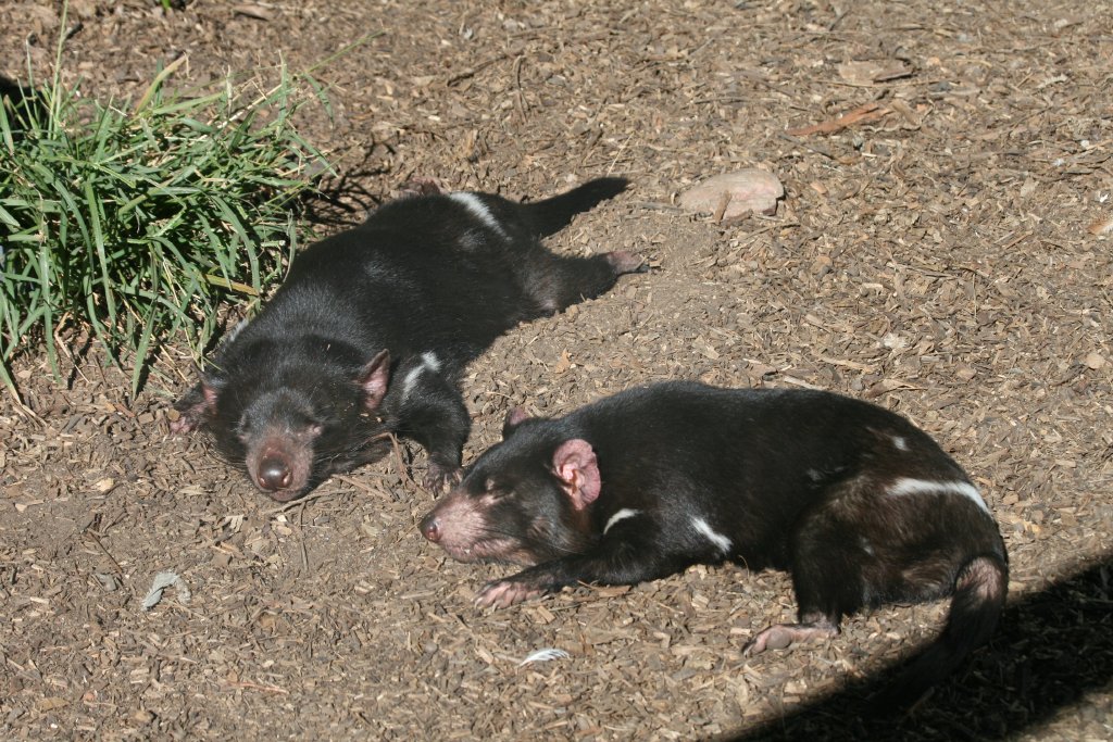 Tasmanian Devils