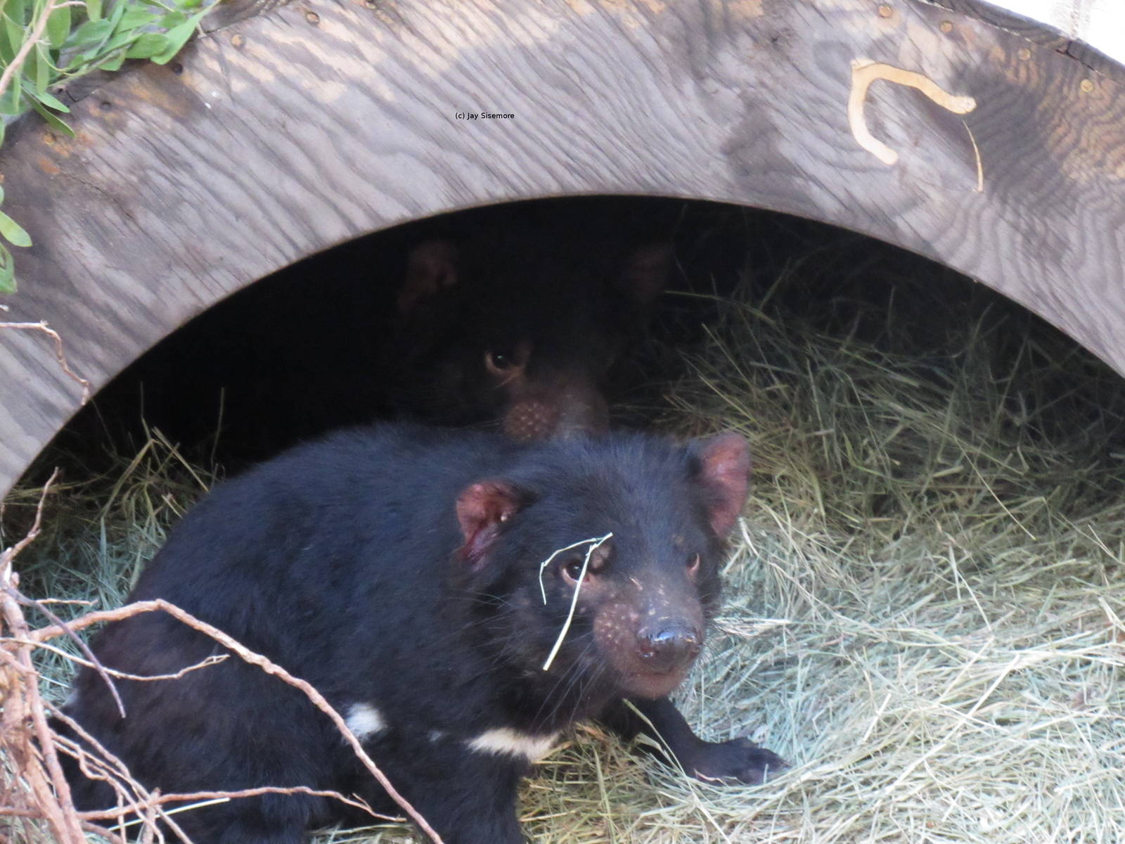 Tasmanian Devils