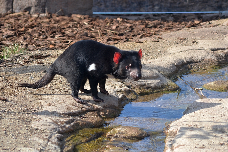 Tasmanian devils