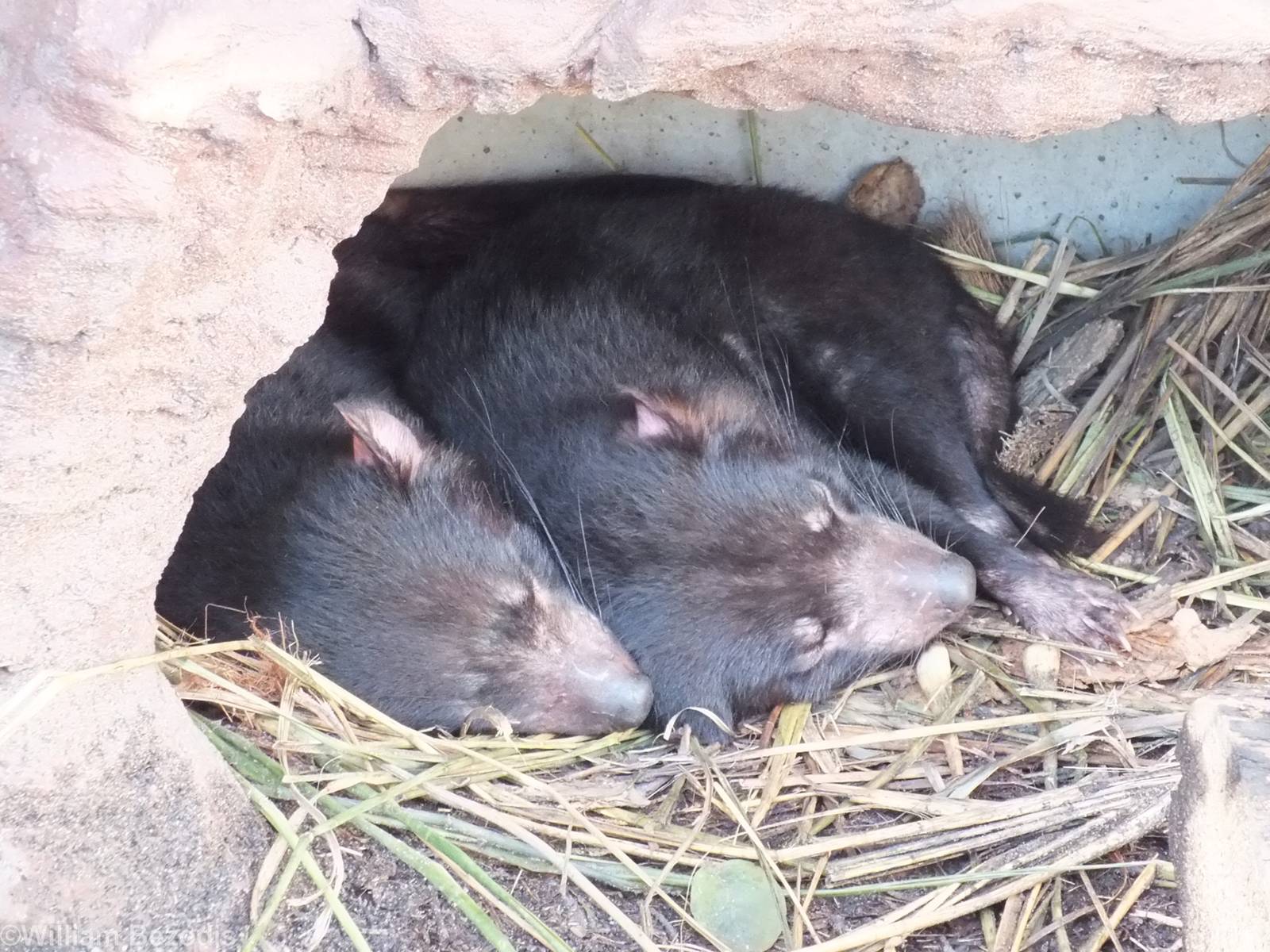 Tasmanian Devils