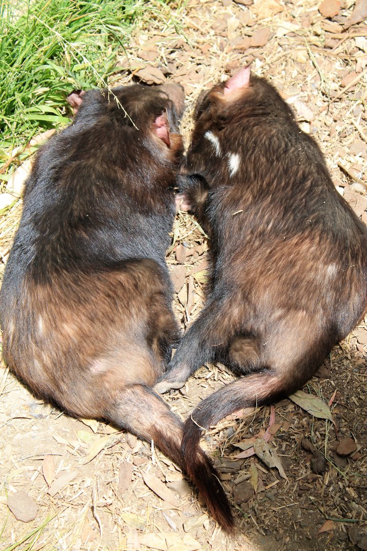 Tasmanian Devils