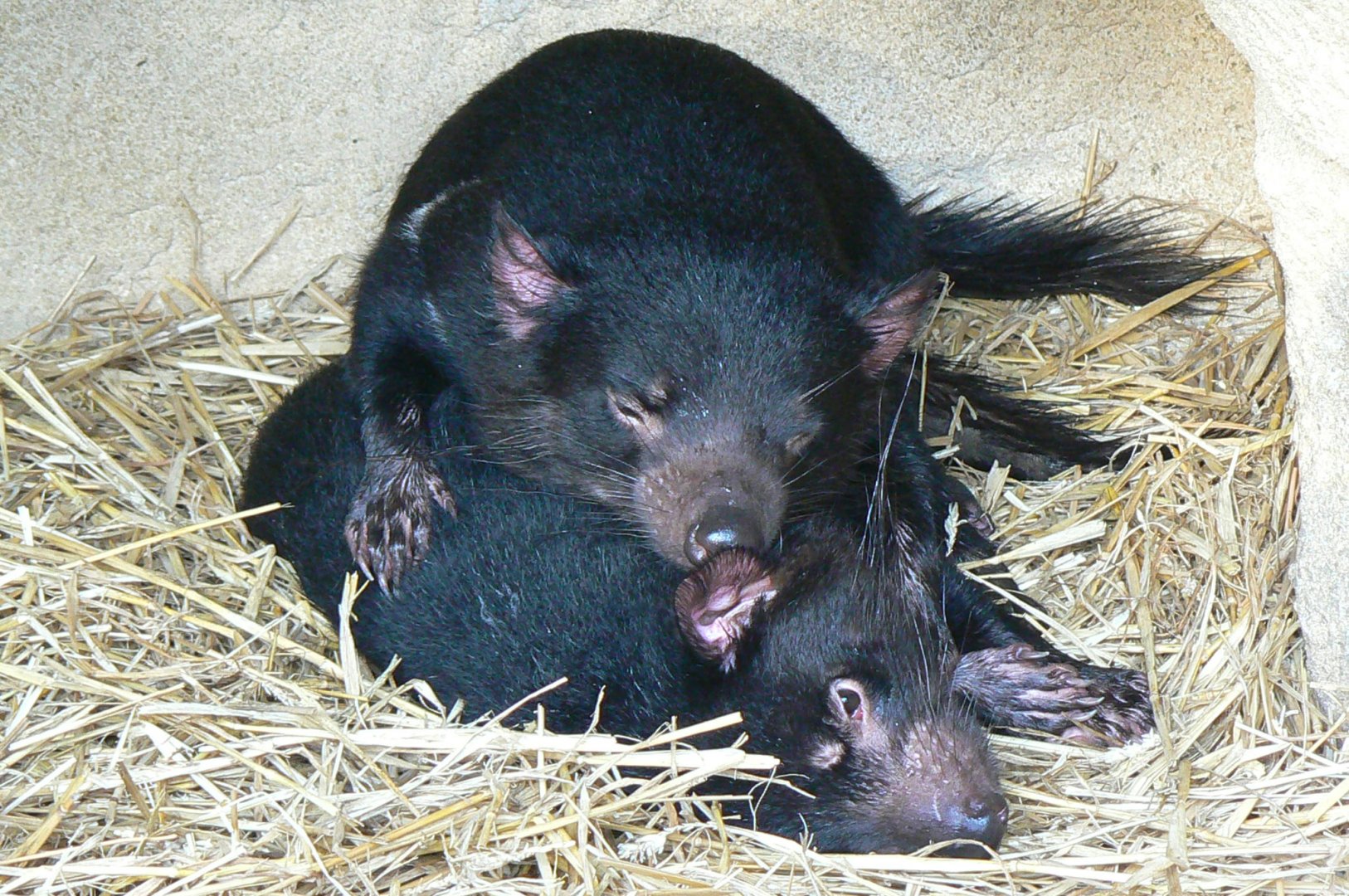 Tasmanian devils