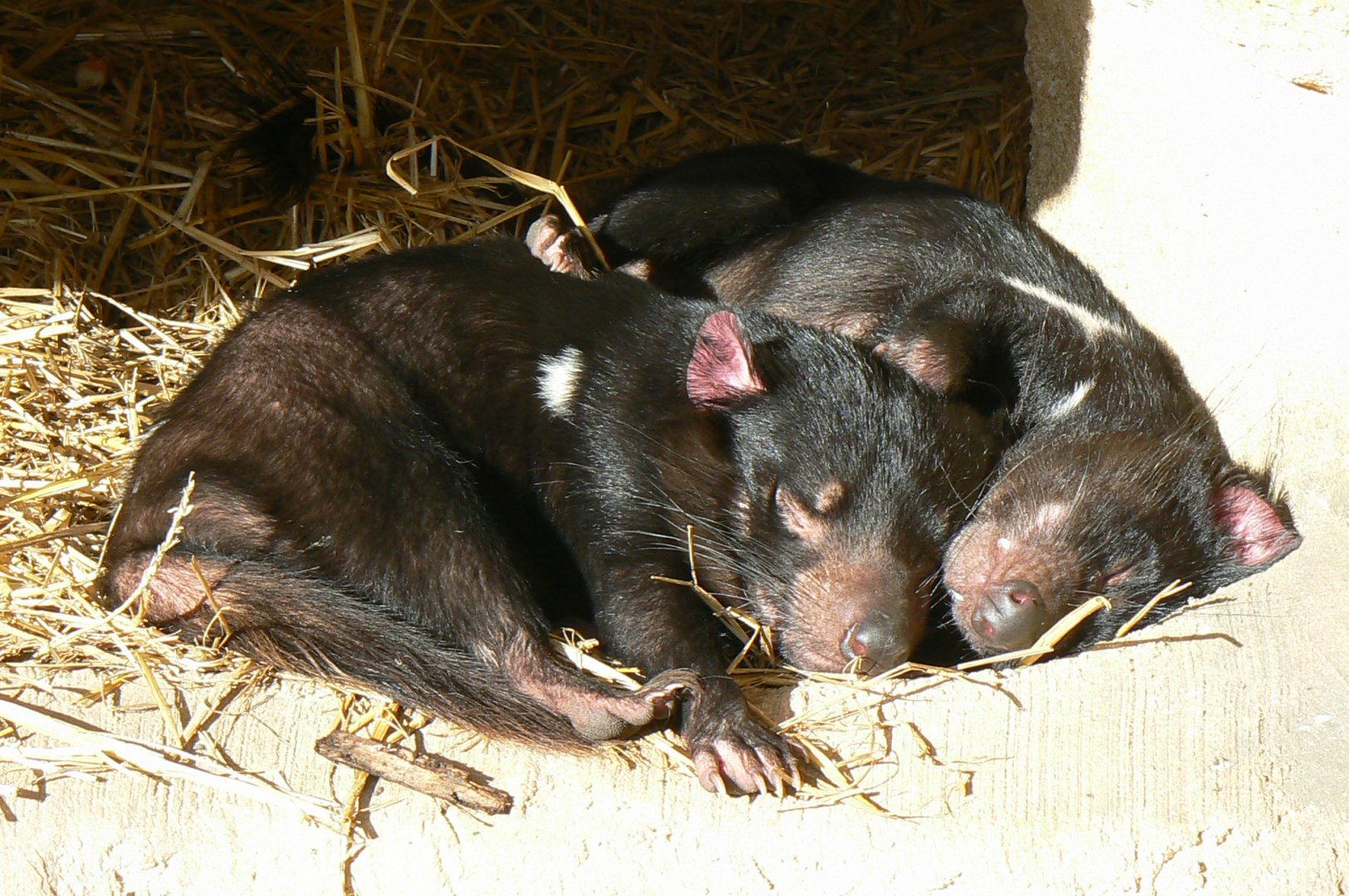 Tasmanian devils