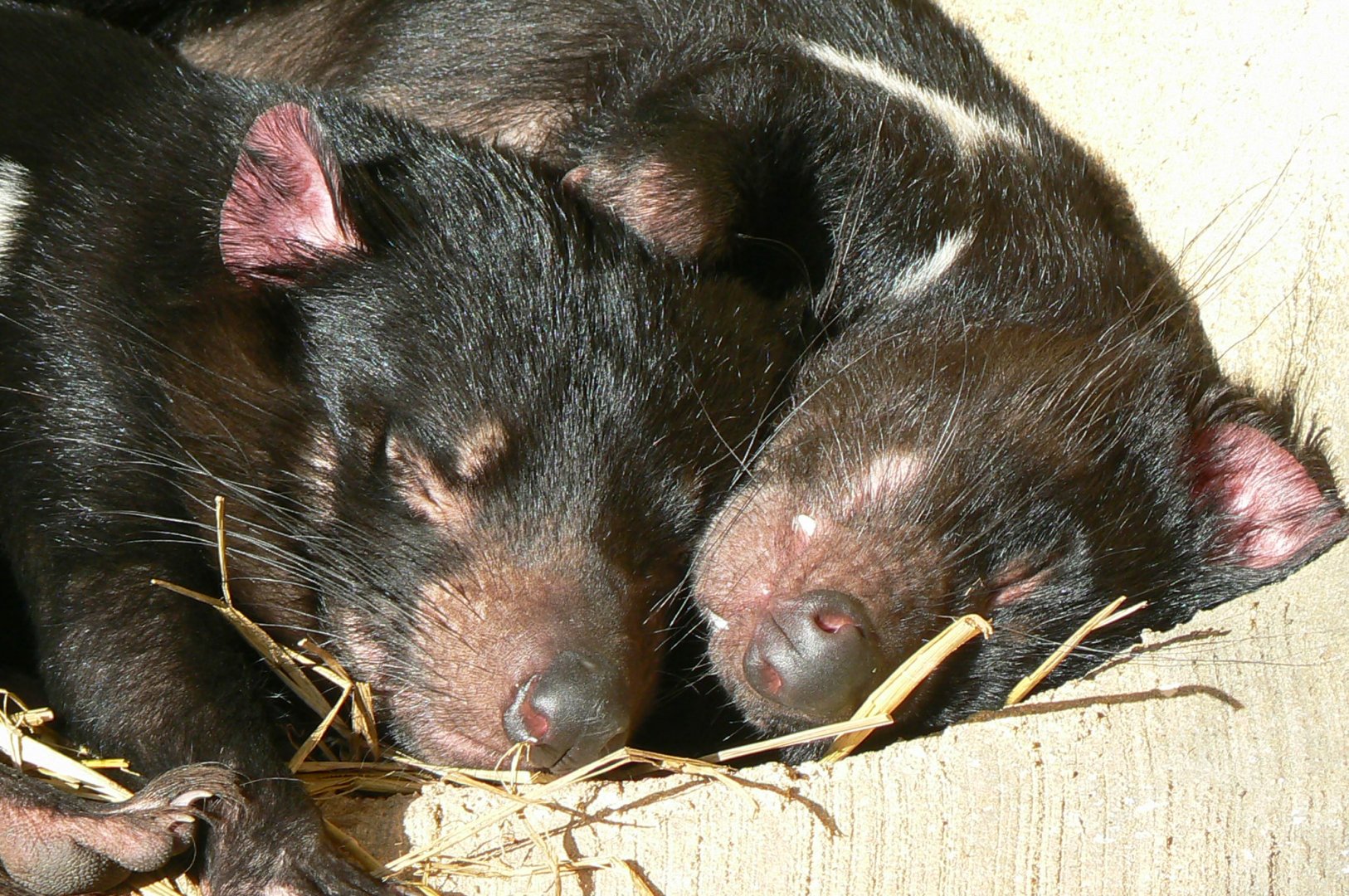 Tasmanian devils