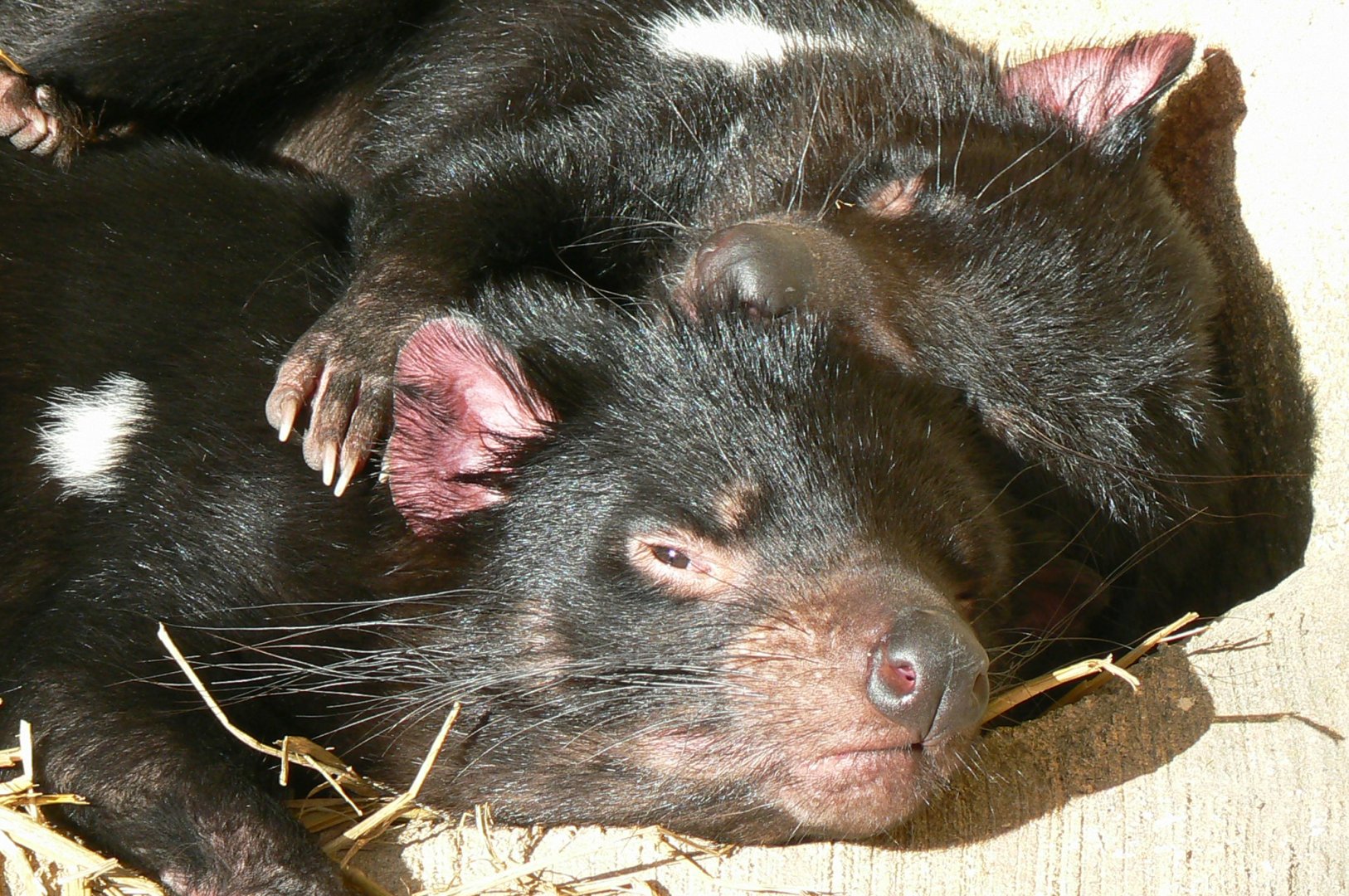 Tasmanian devils