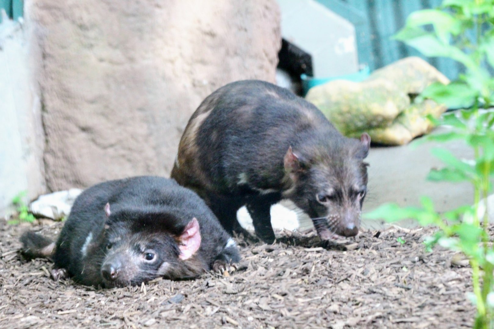 Tasmanian Devils
